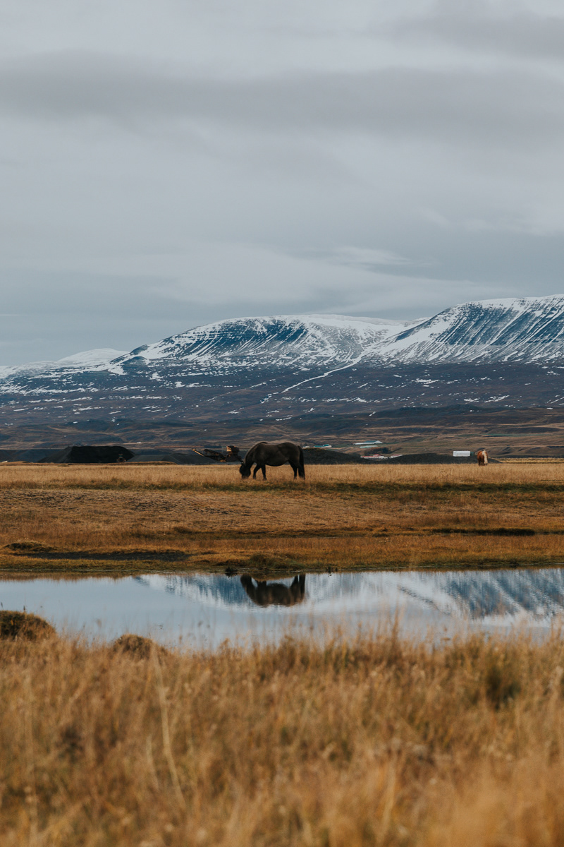 Cavallo Islandese