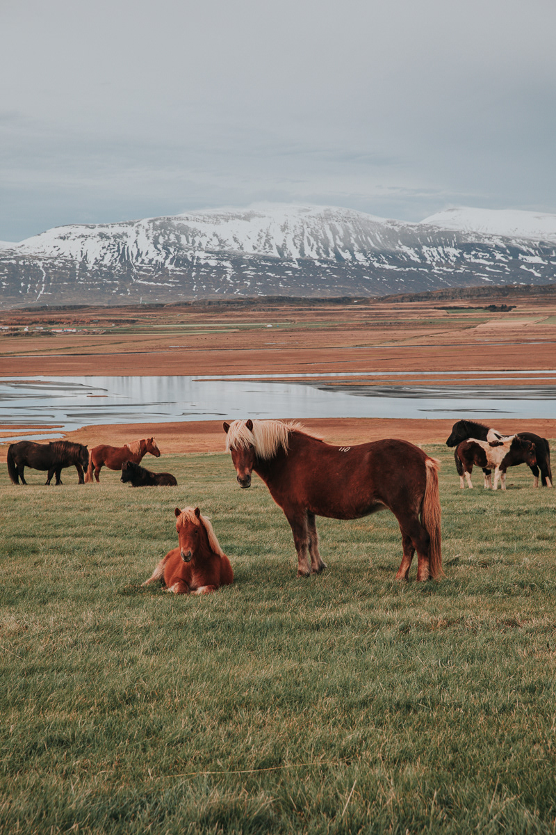 cavalli islandesi liberi