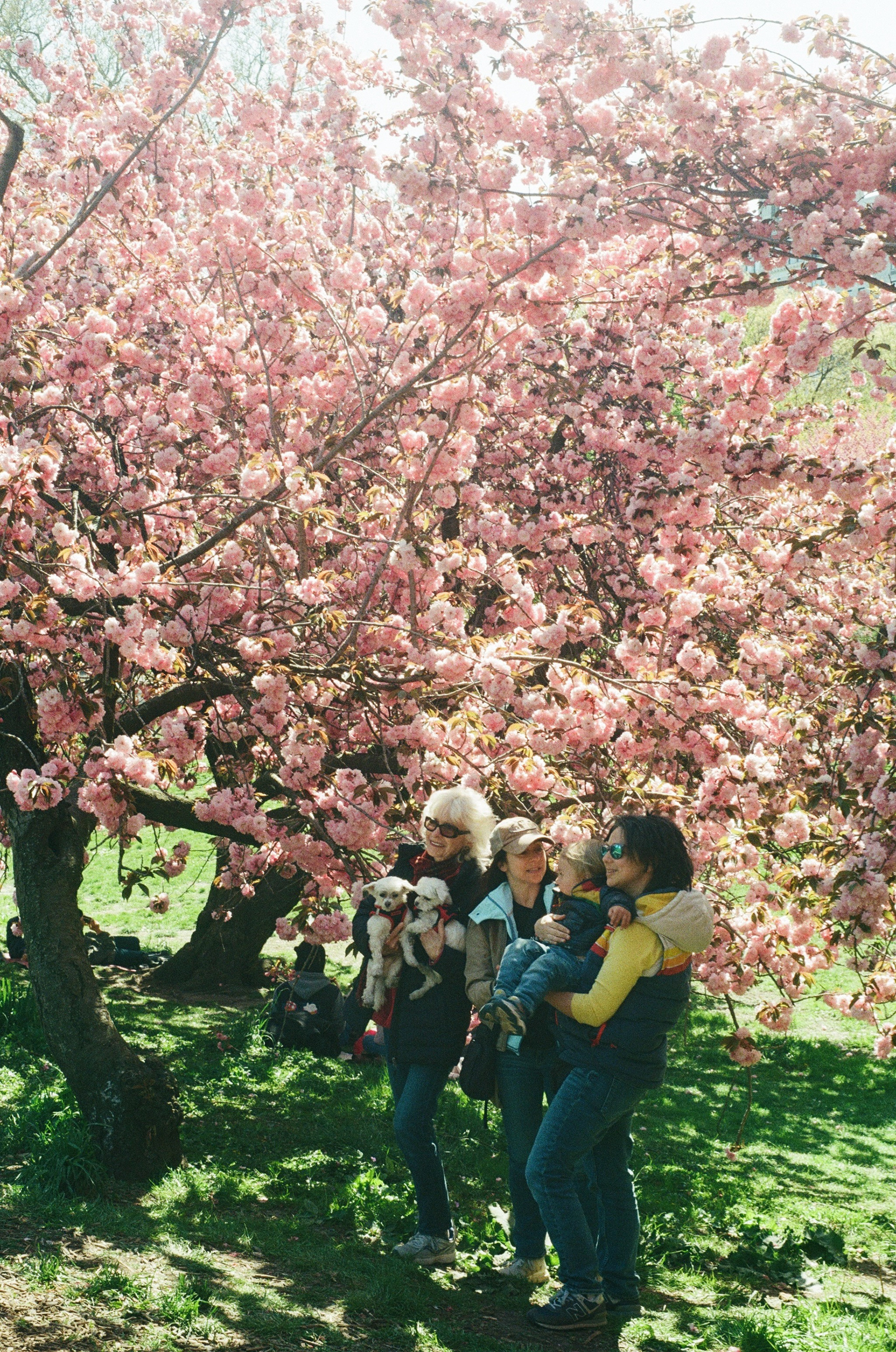 April in Central Park on 35mm