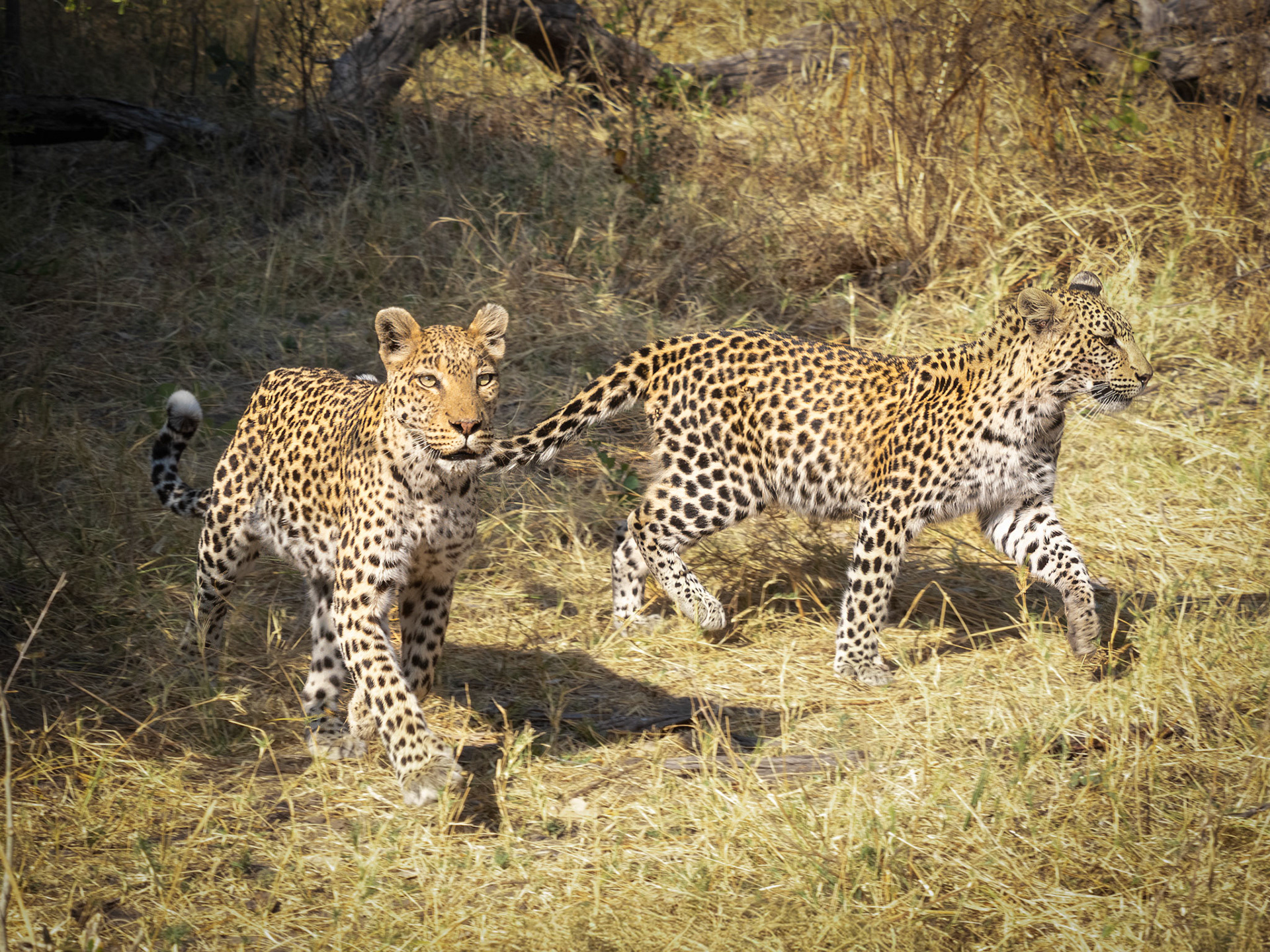 Khwai River, Botswana