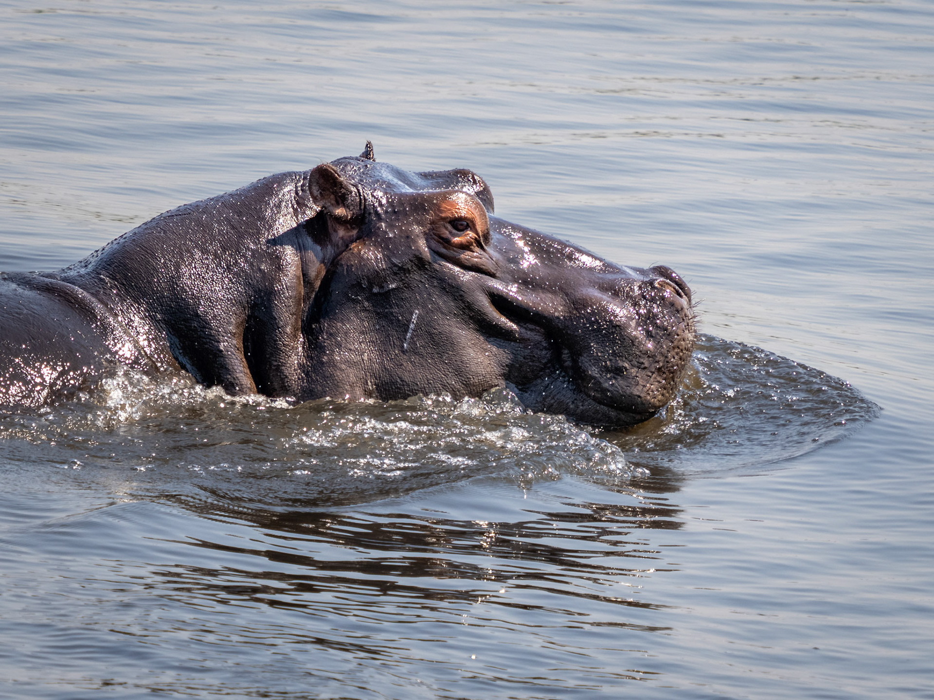 Chobe River, Botswana