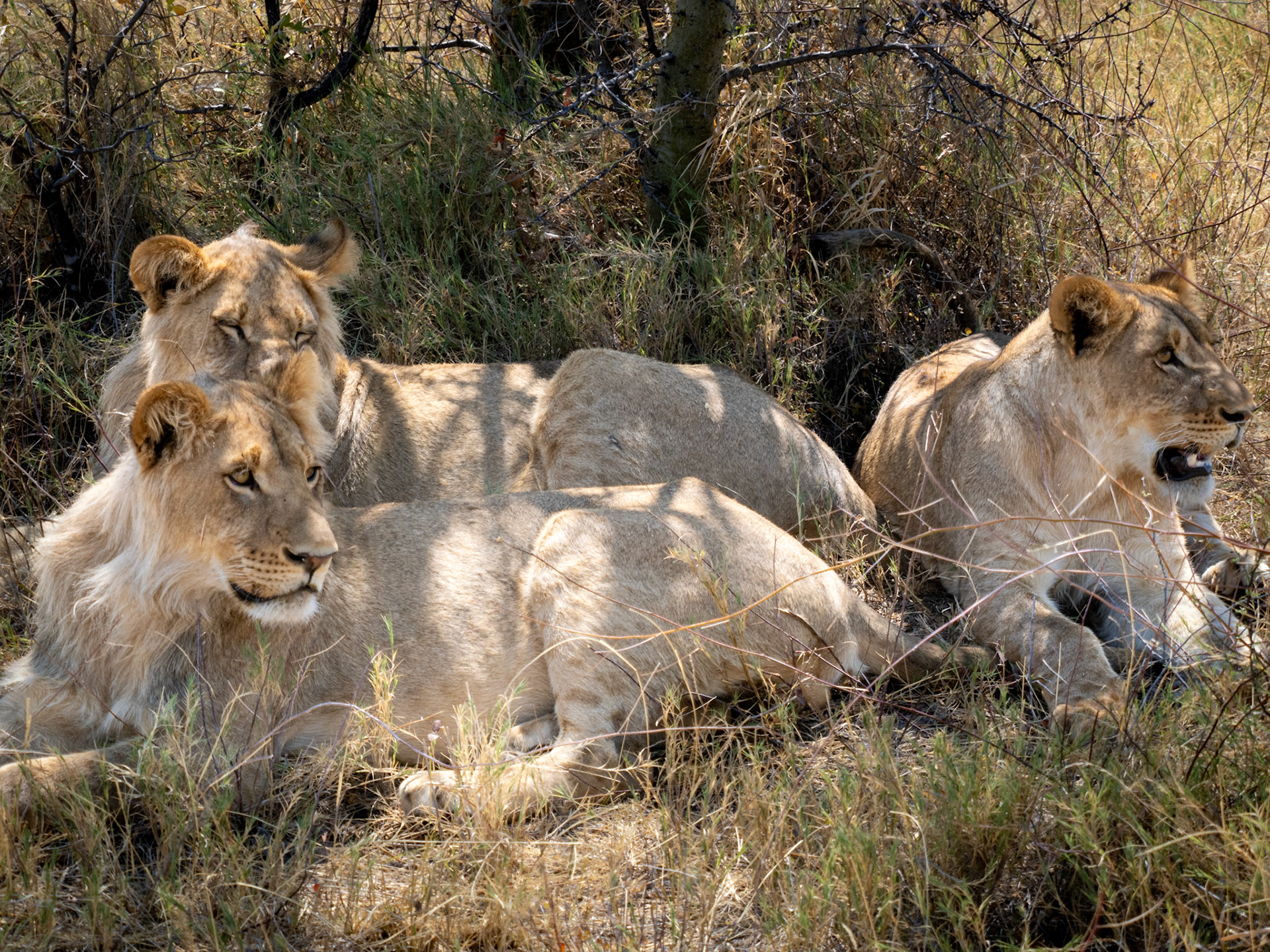 Kalahari, Botswana