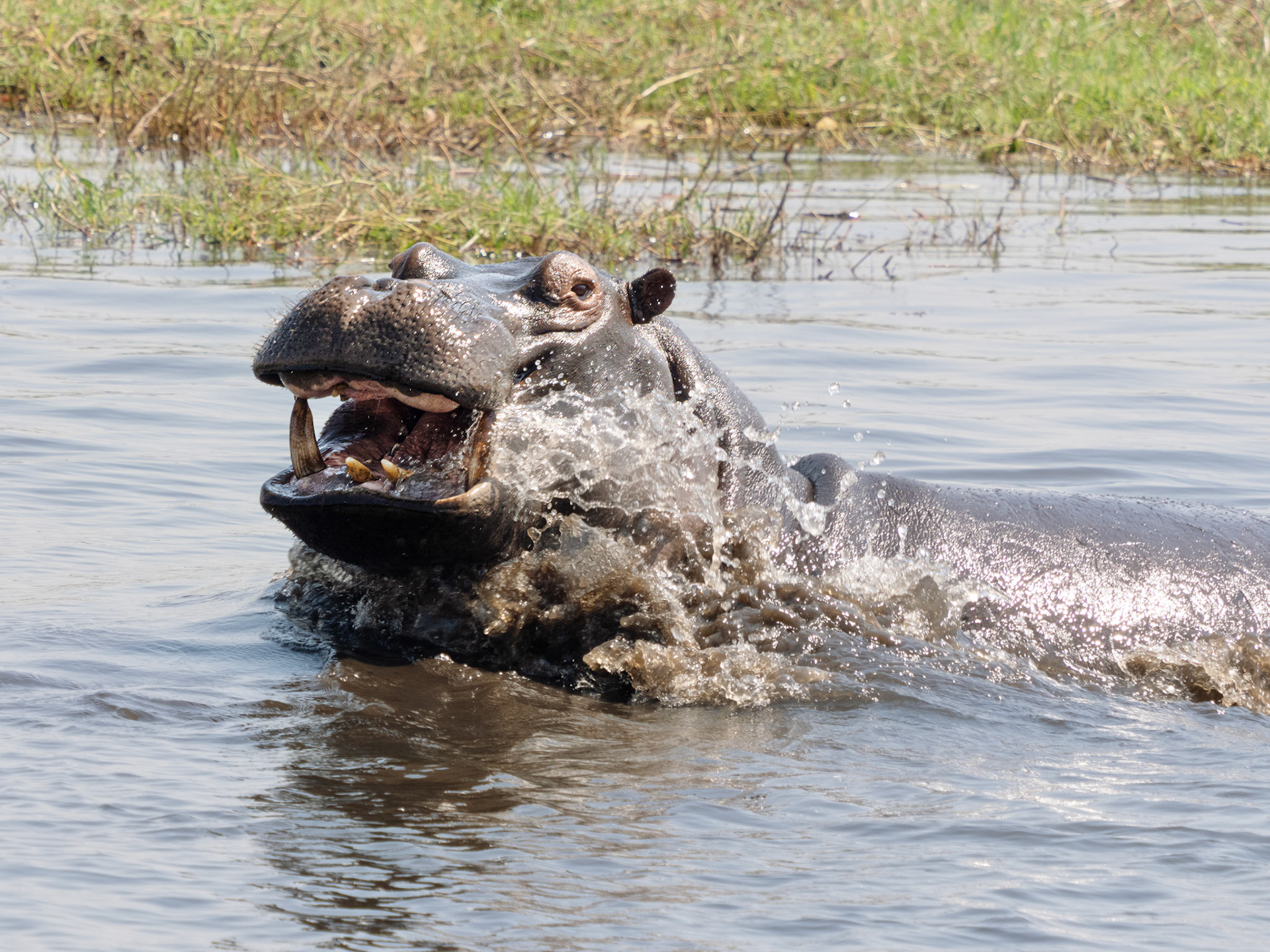 Chobe River, Botswana