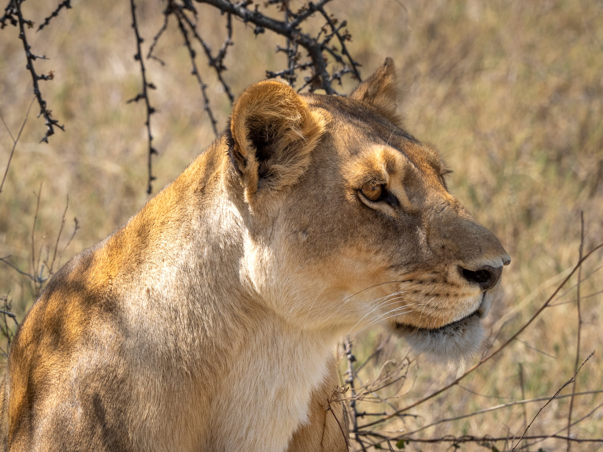 Kalahari, Botswana