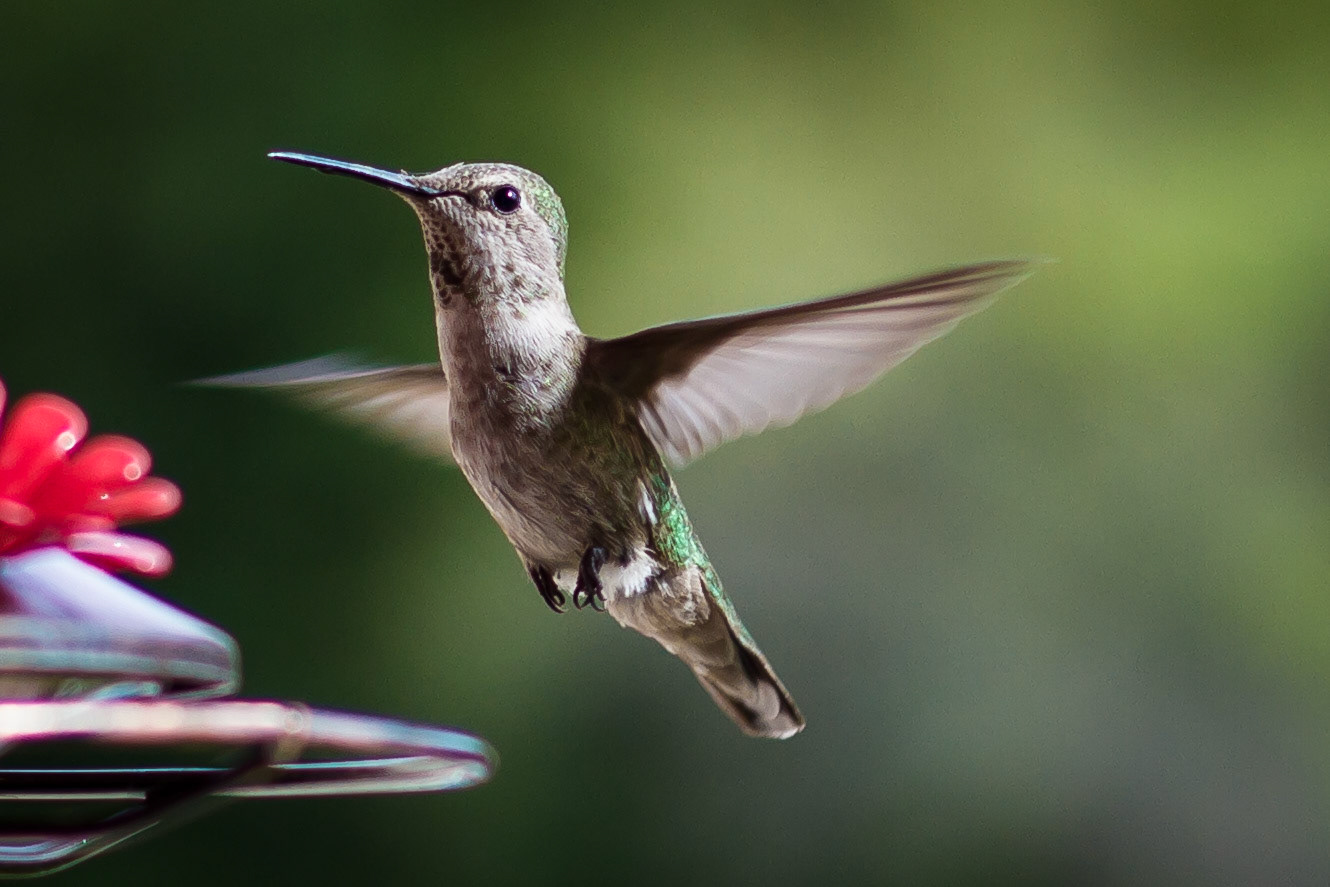 Hummingbirds