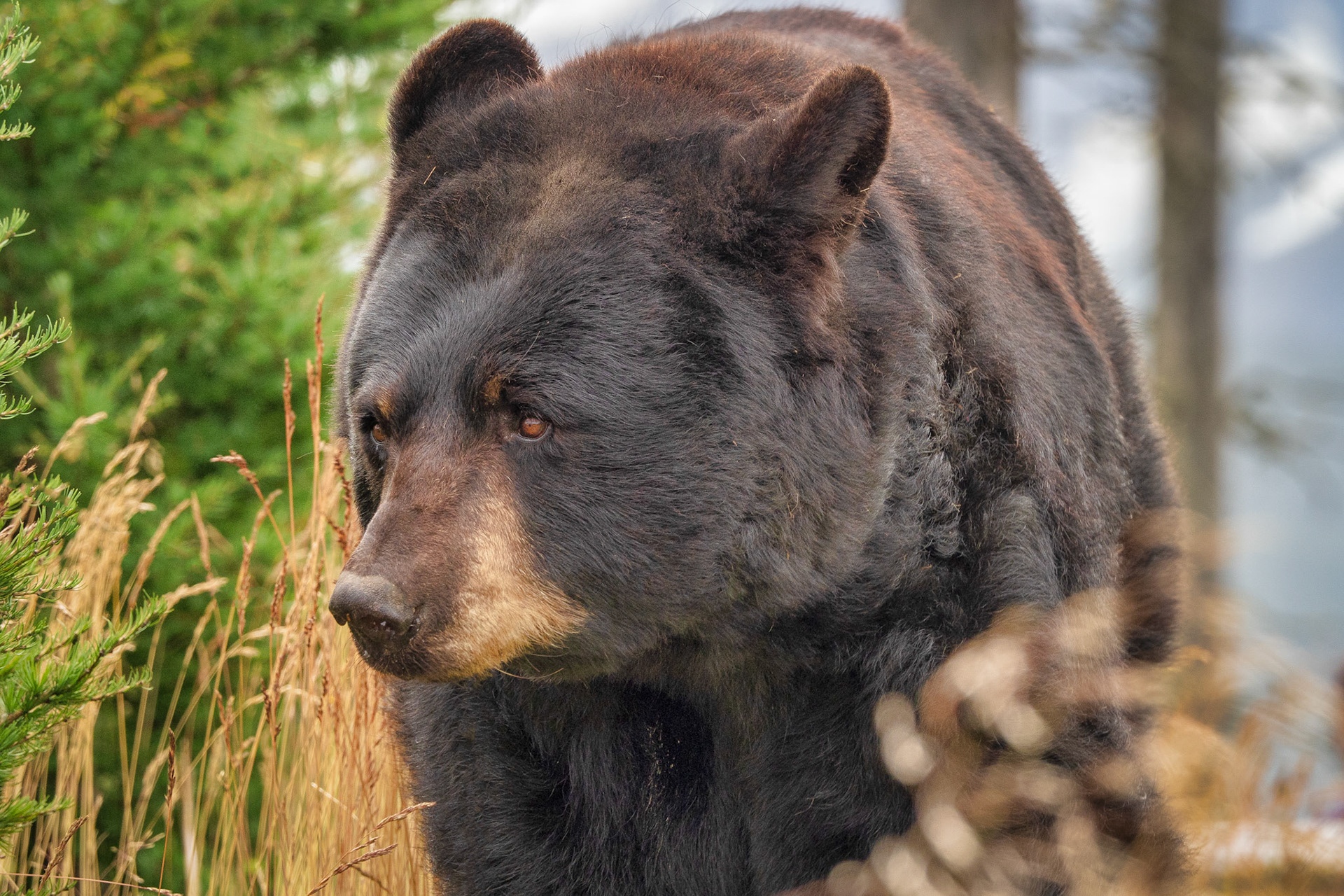 Grizzly Bear - Alaska Wildlife Conservation Center