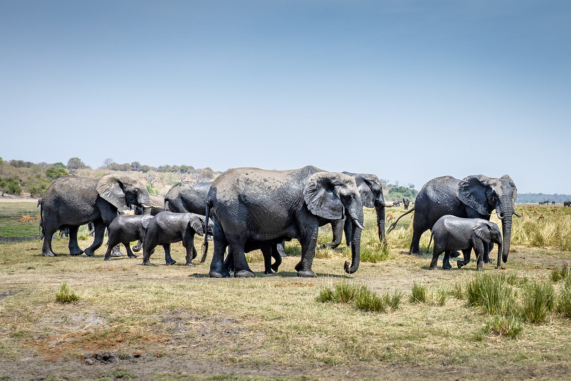 Chobe River, Botswana