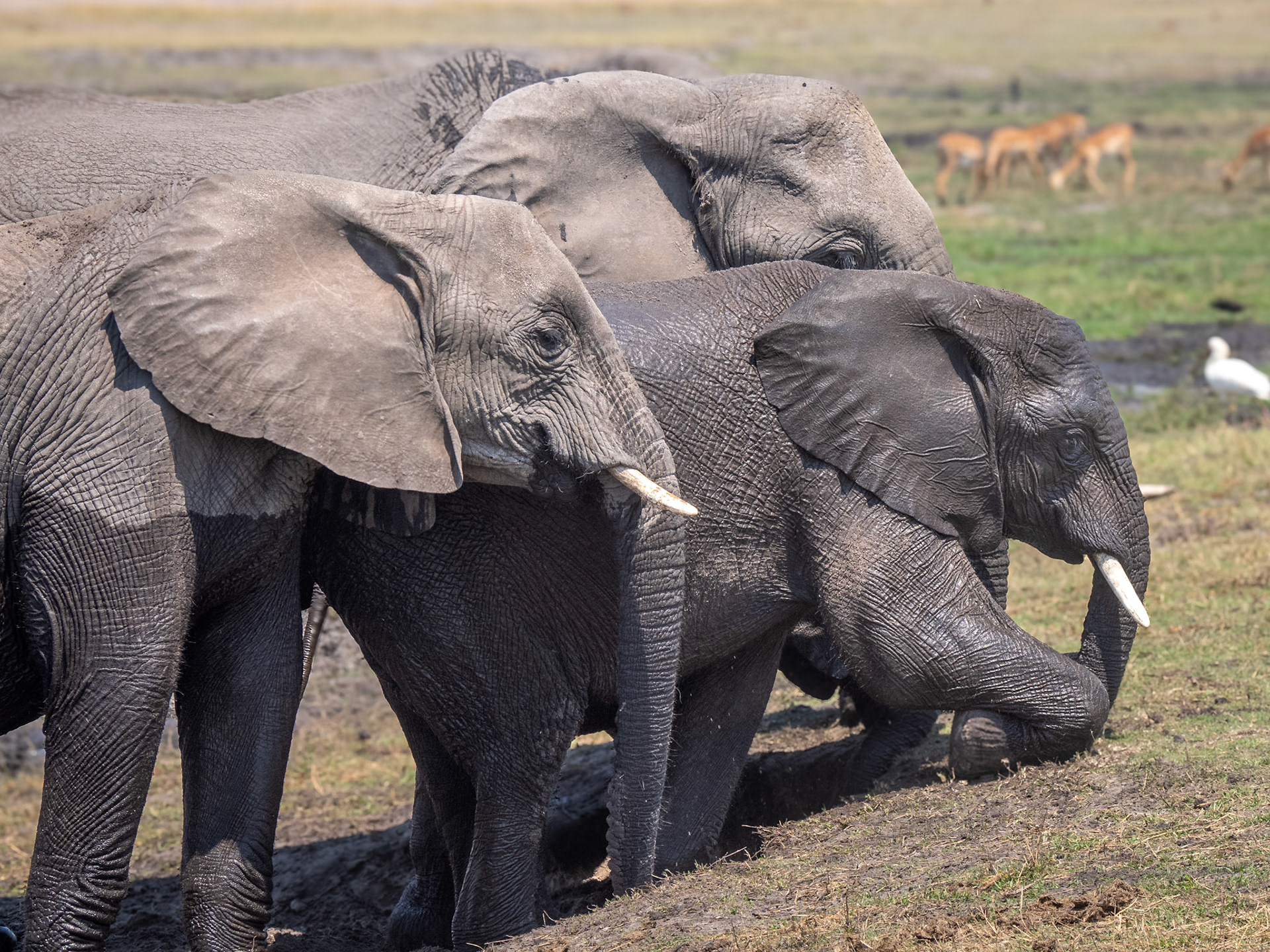 Chobe River, Botswana
