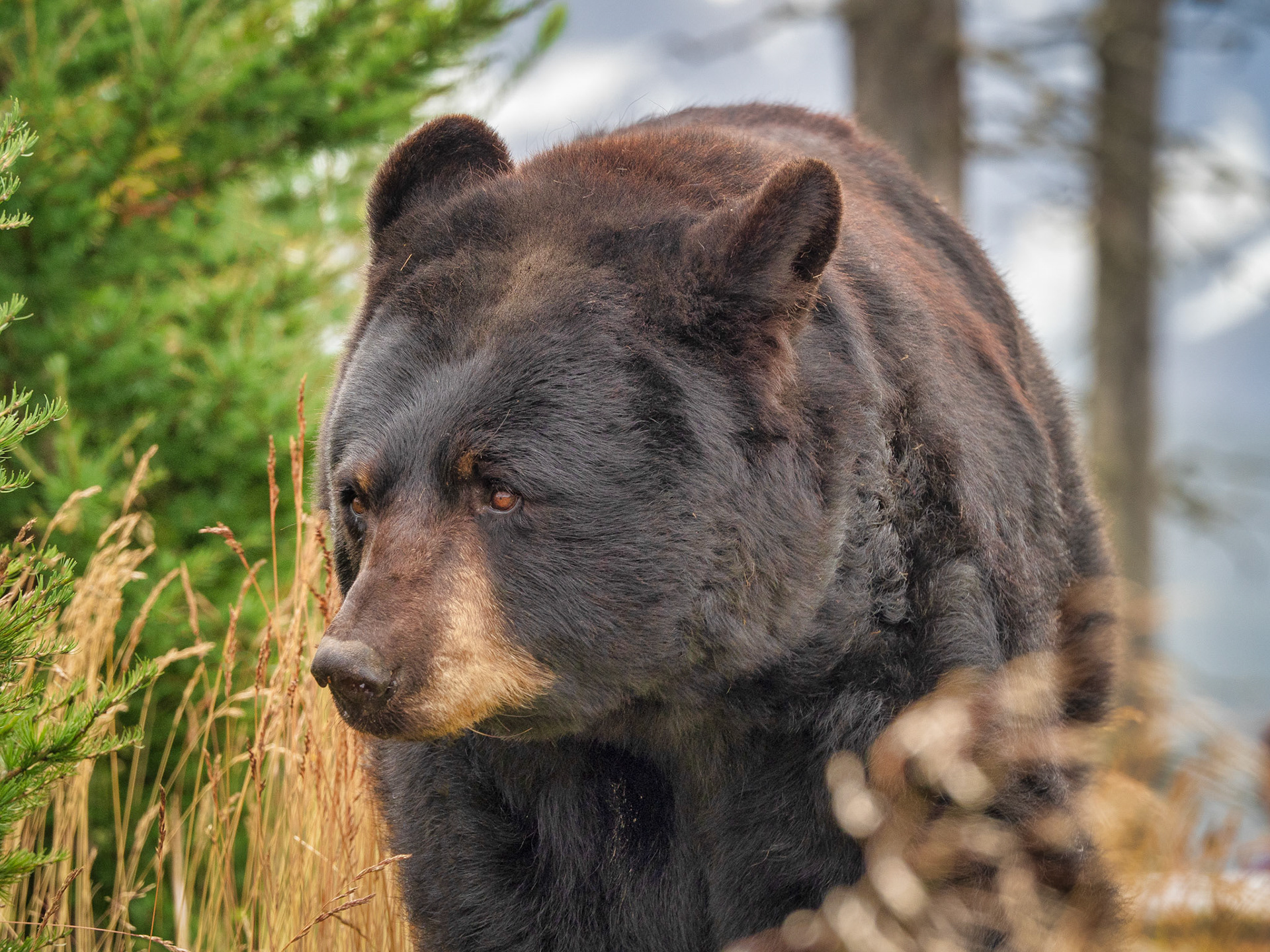 Grizzly Bear - Alaska Wildlife Conservation Center