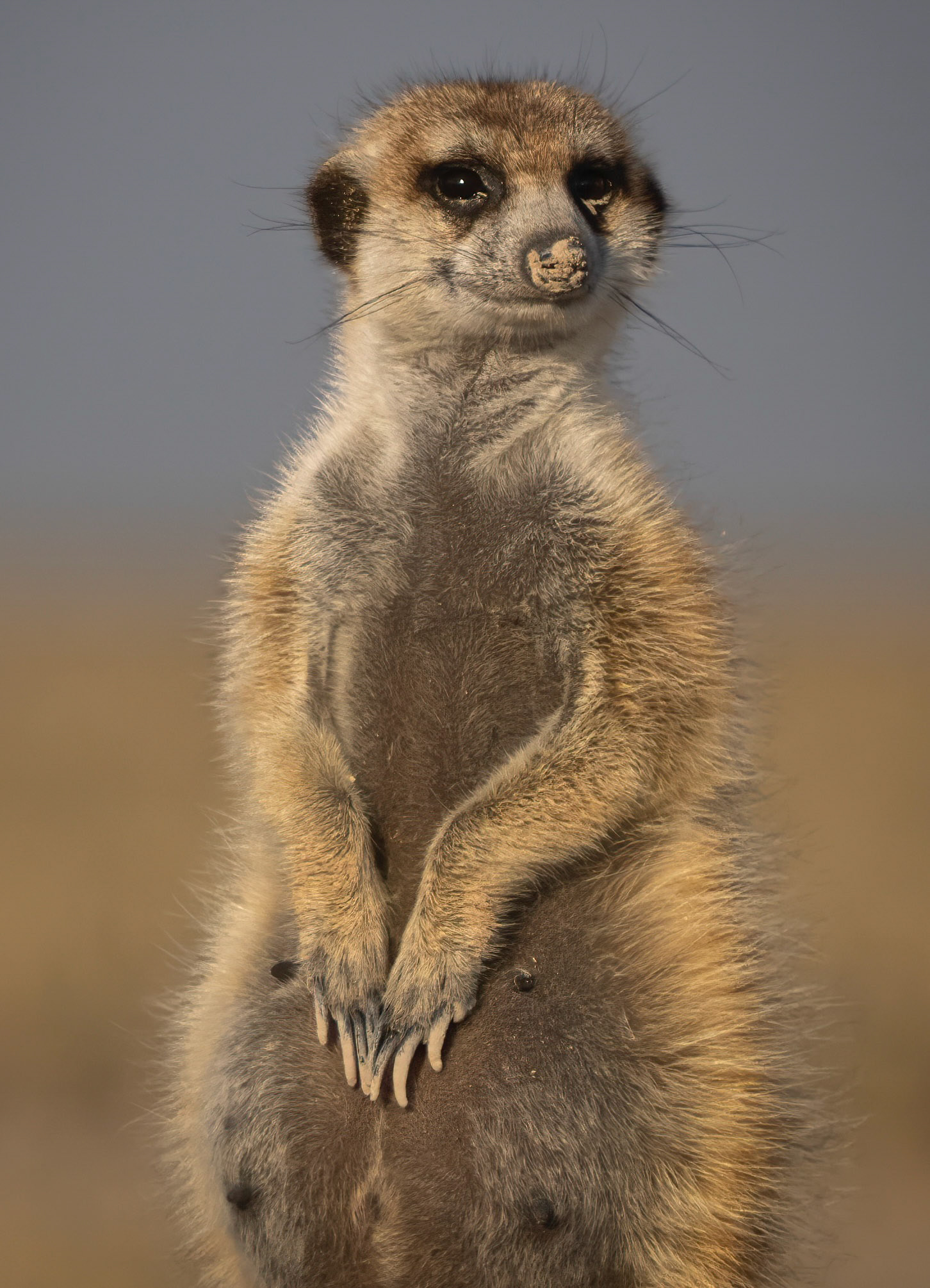 Kalahari, Botswana