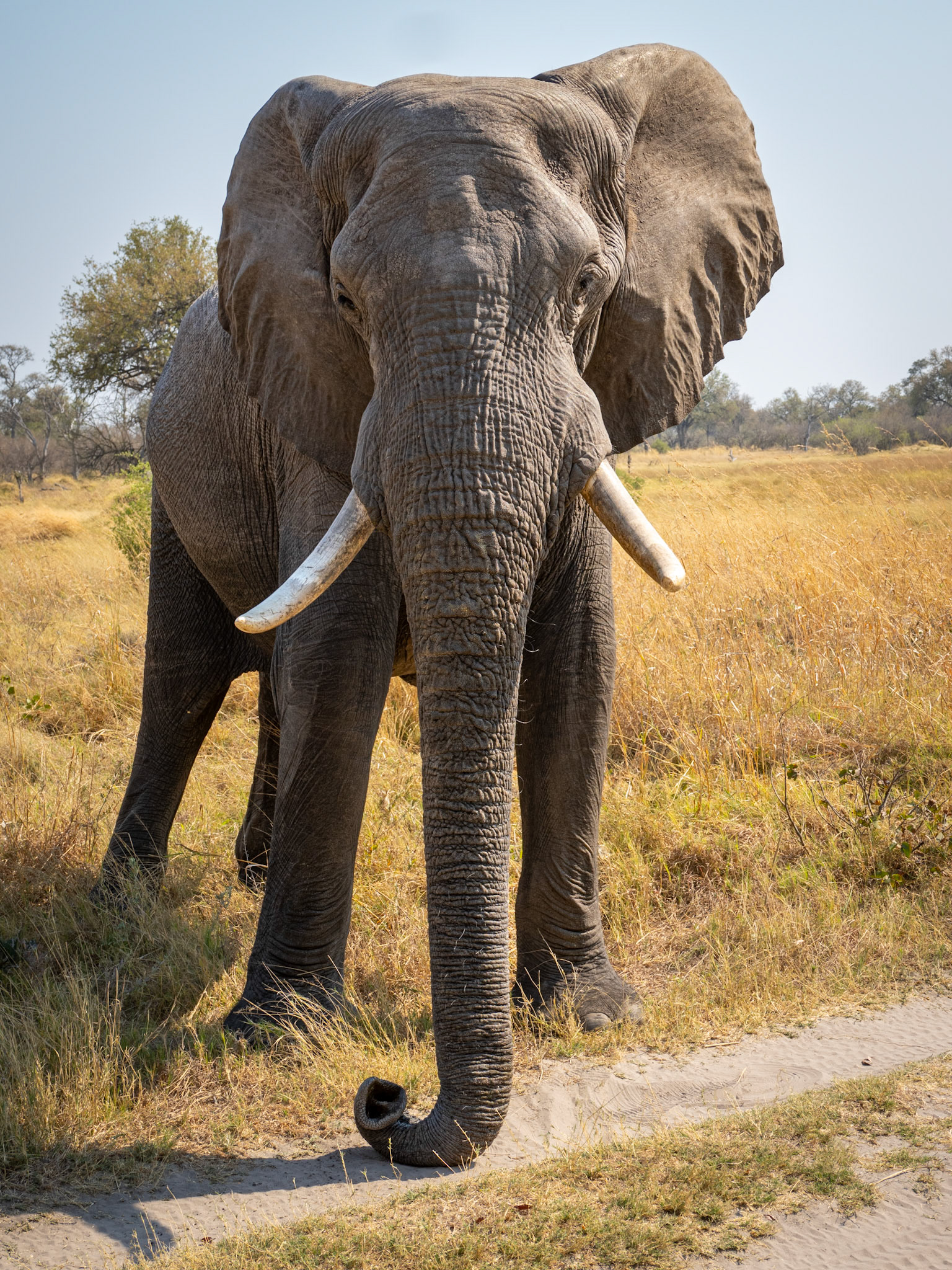 Khwai River, Botswana
