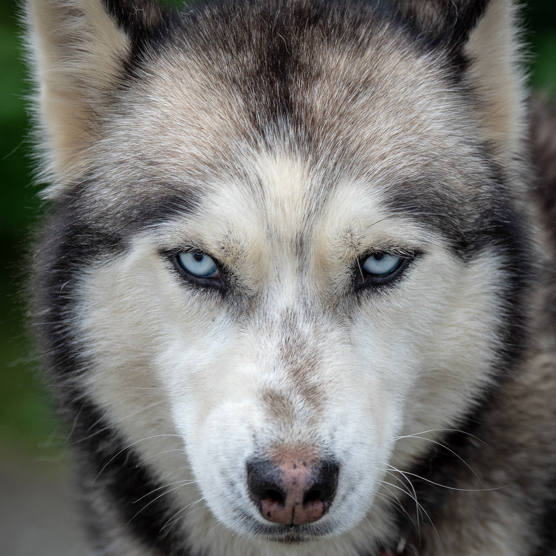 Siberian Huskey, Alaska  TEST
