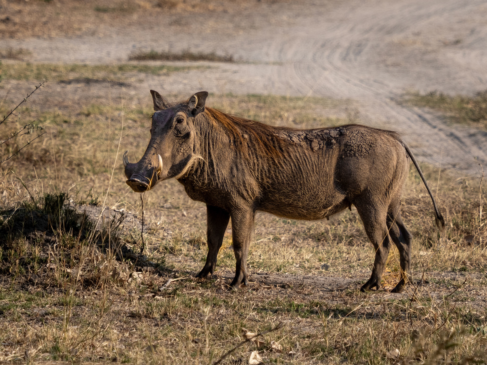 Khwai River, Botswana