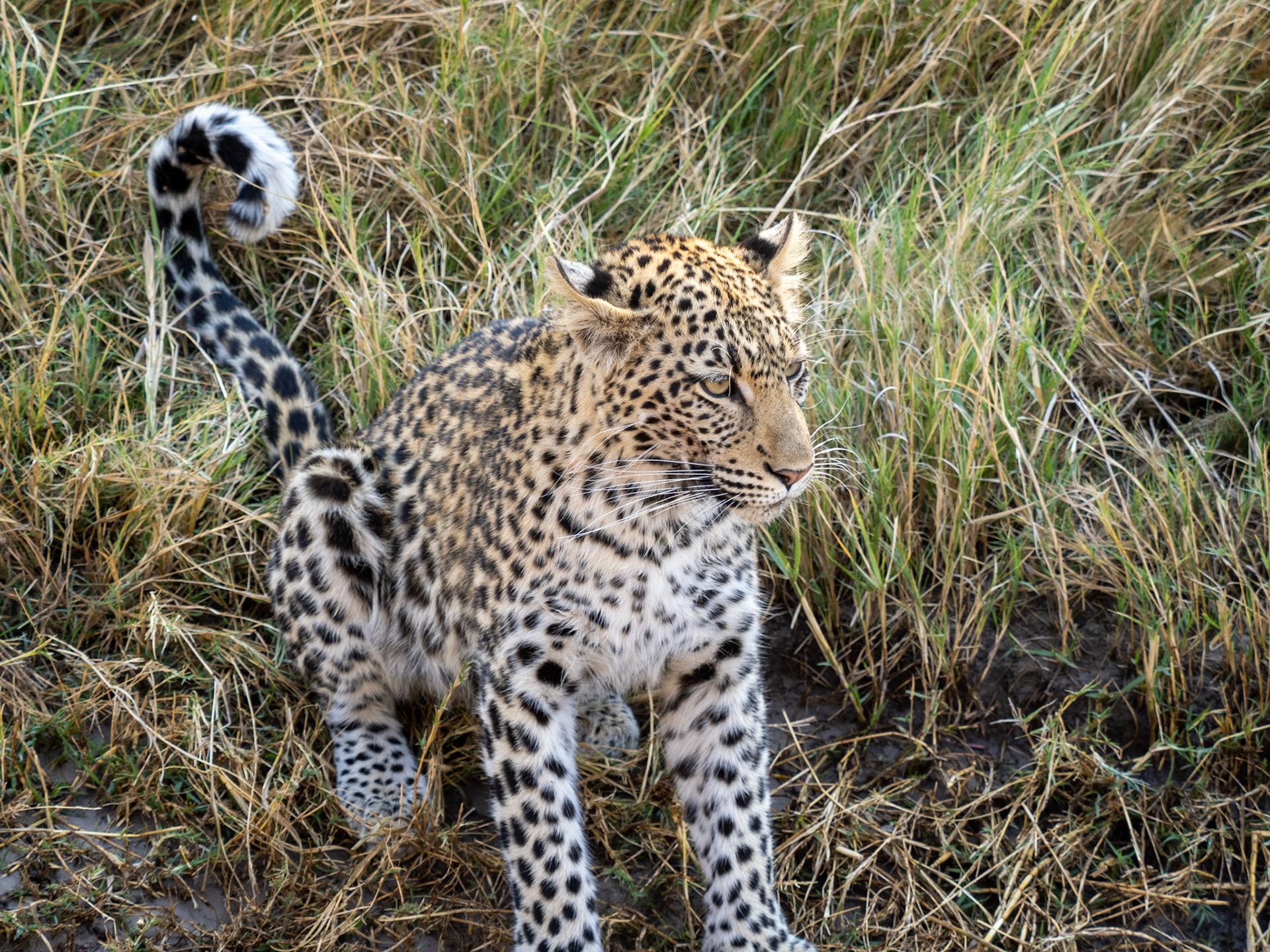 Khwai River, Botswana