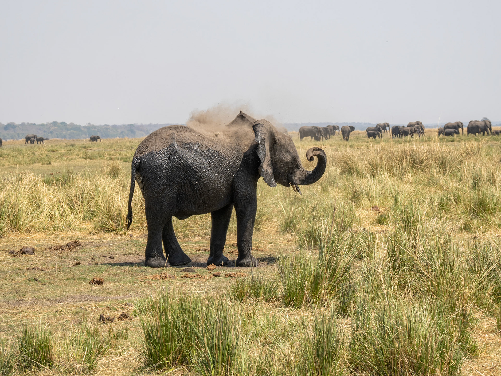 Chobe River, Botswana