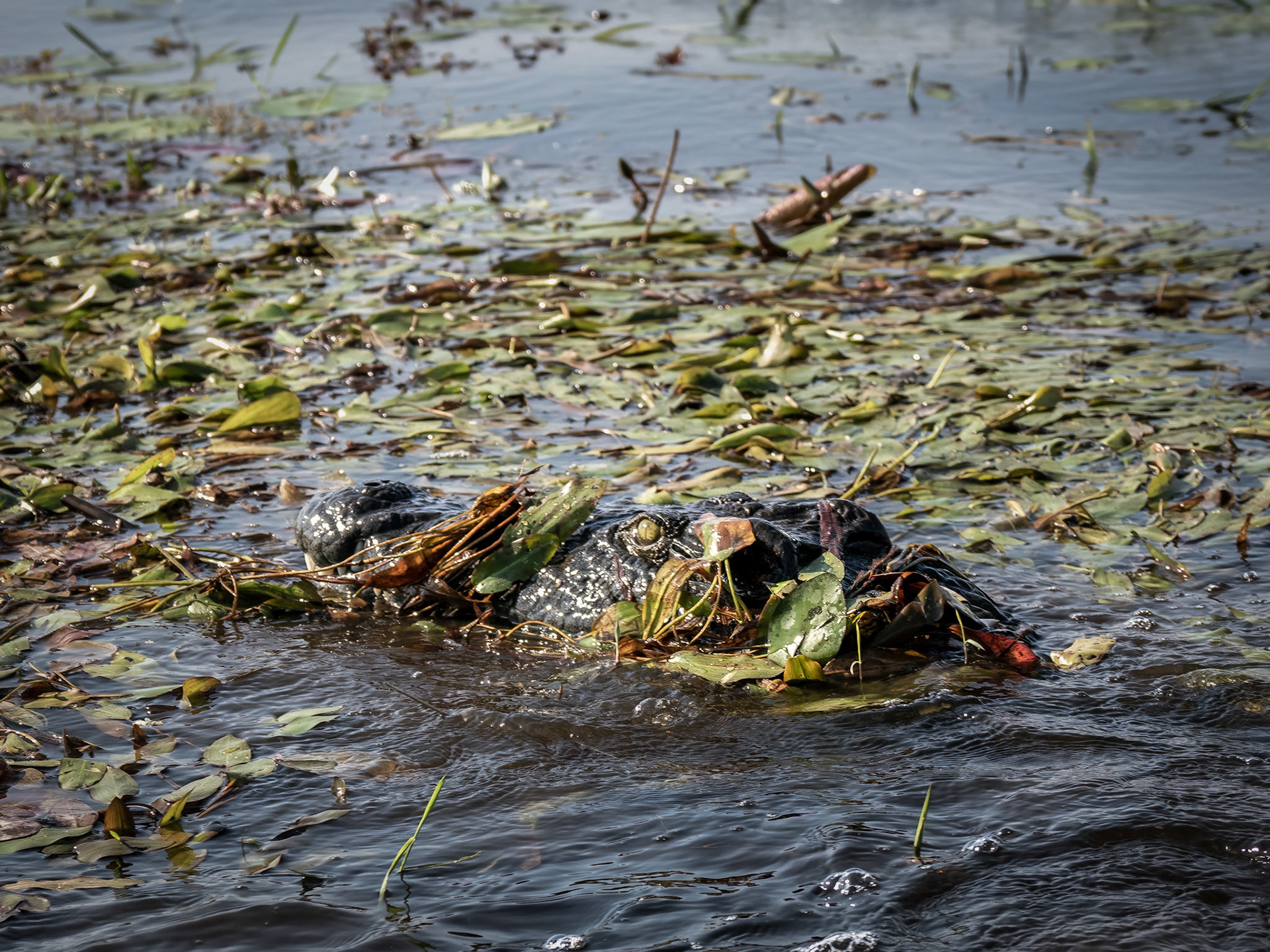 Okavango Delta, Botswana