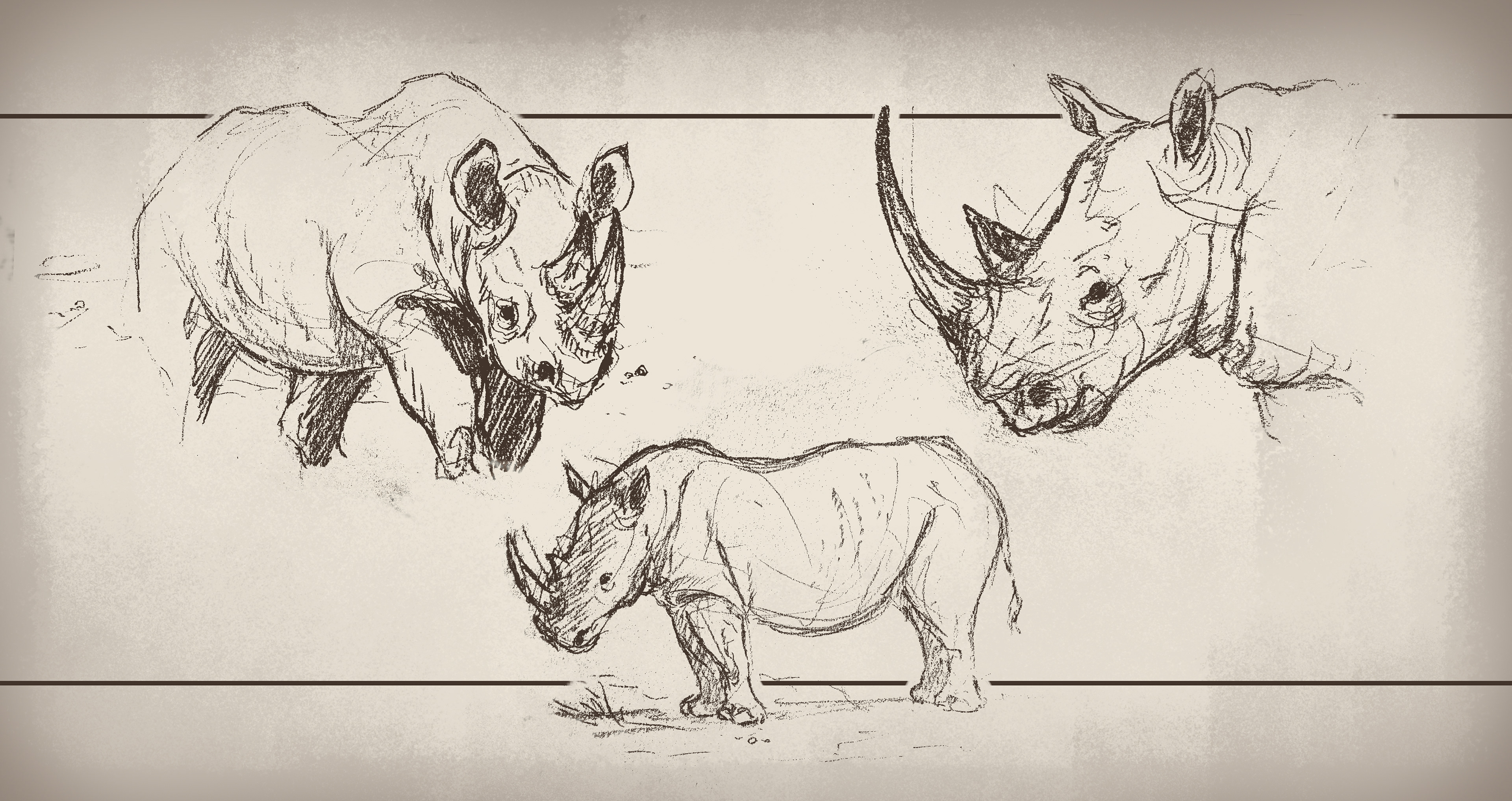 Animals (Rhino)