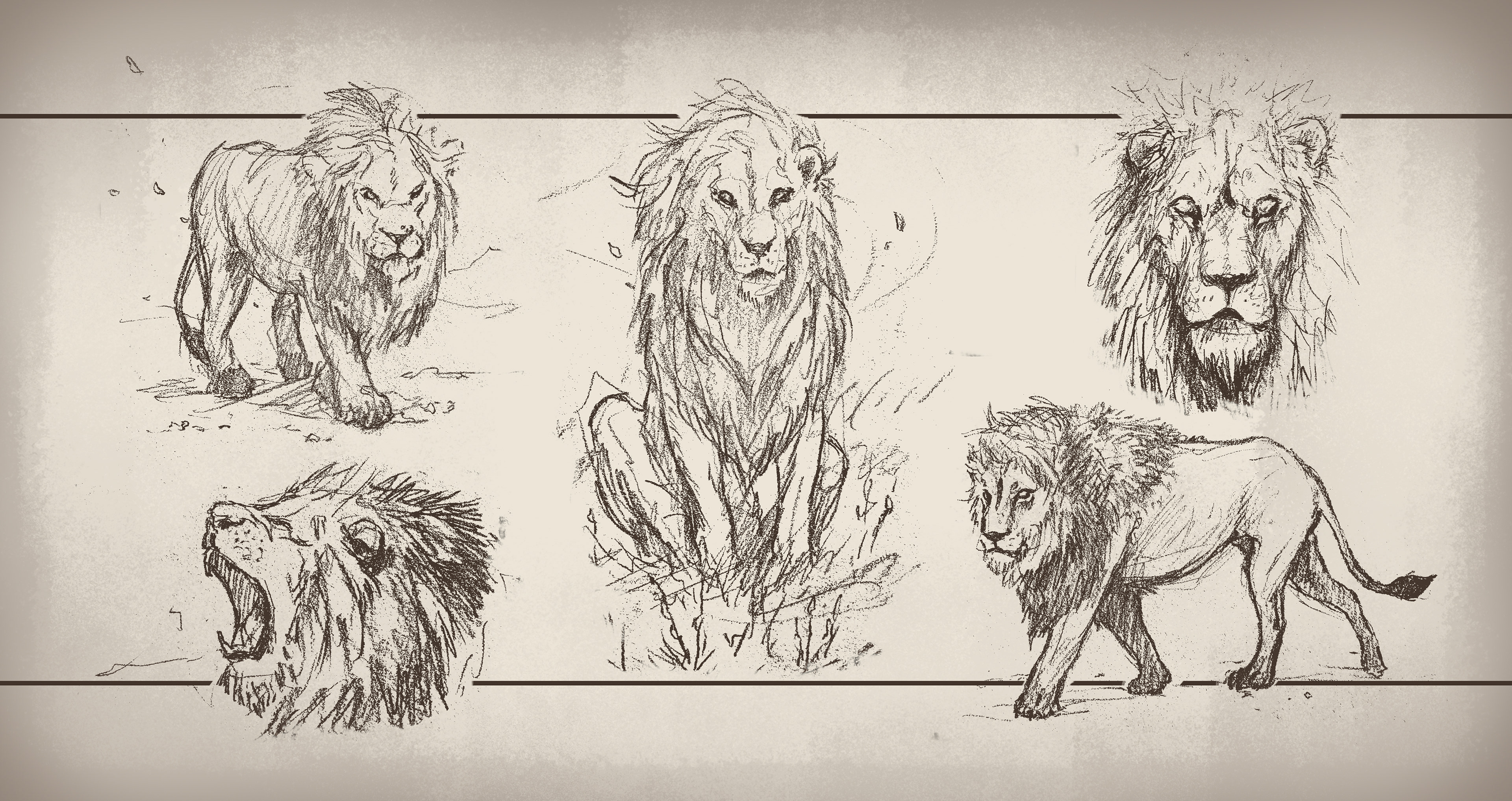 Animals (Lion)
