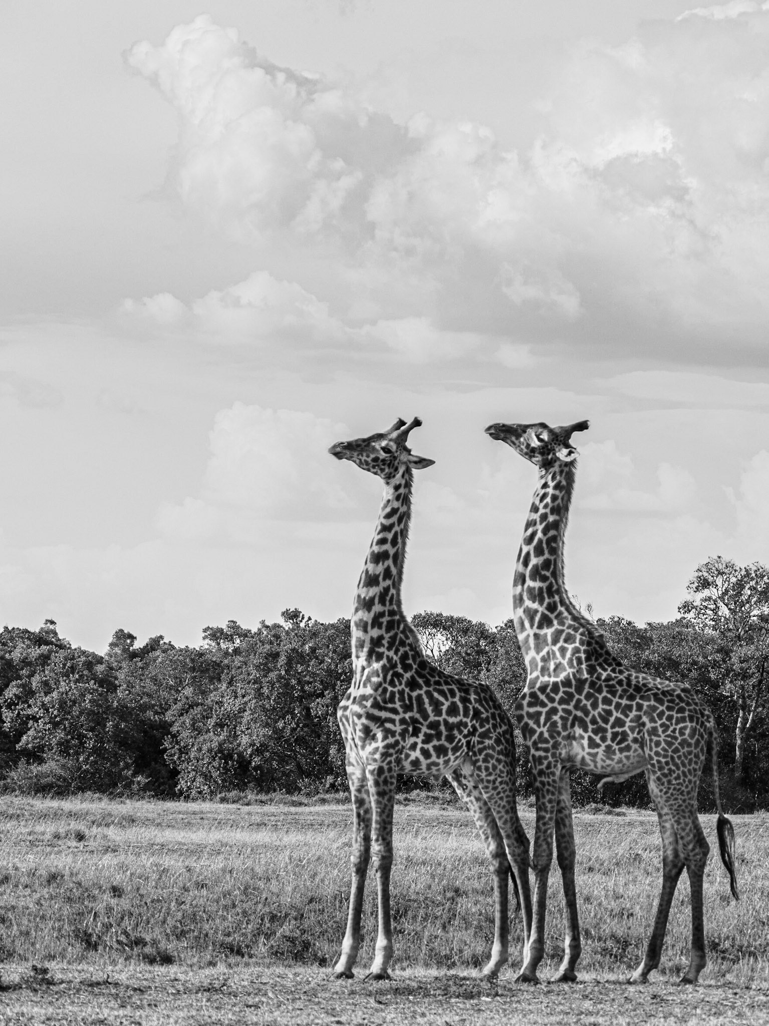 Giraffe - Display