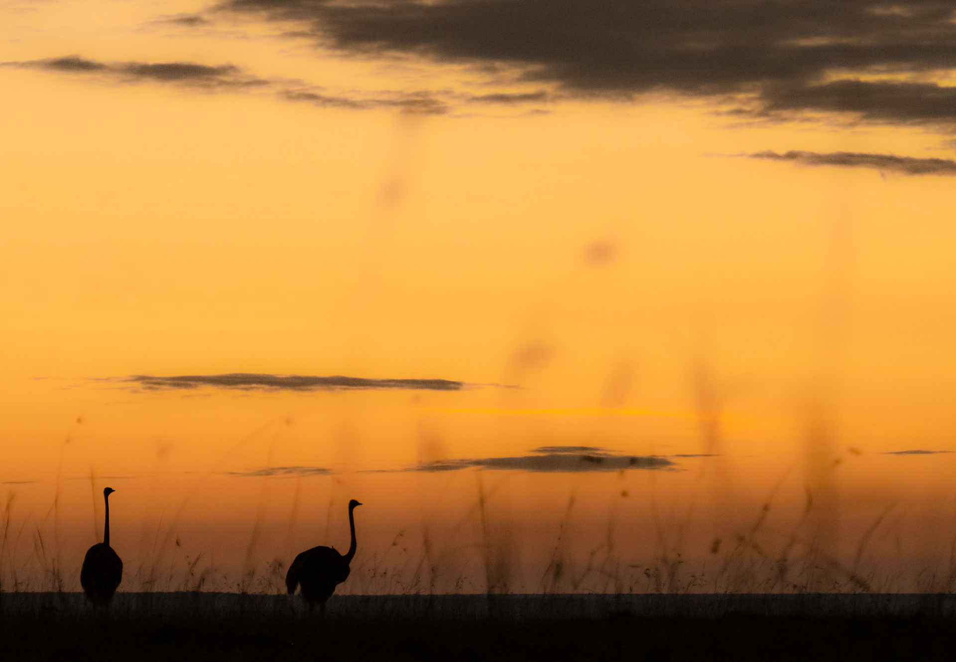 Ostrich at Dawn