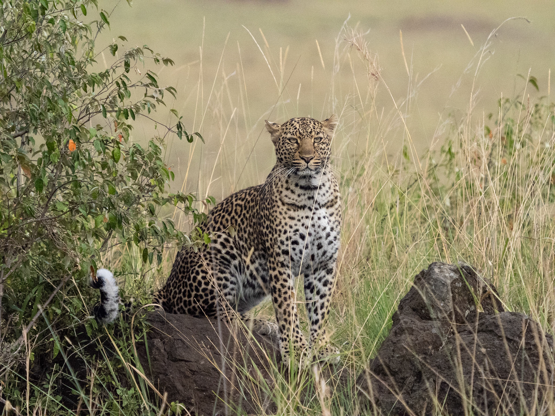 Leopard Portrait