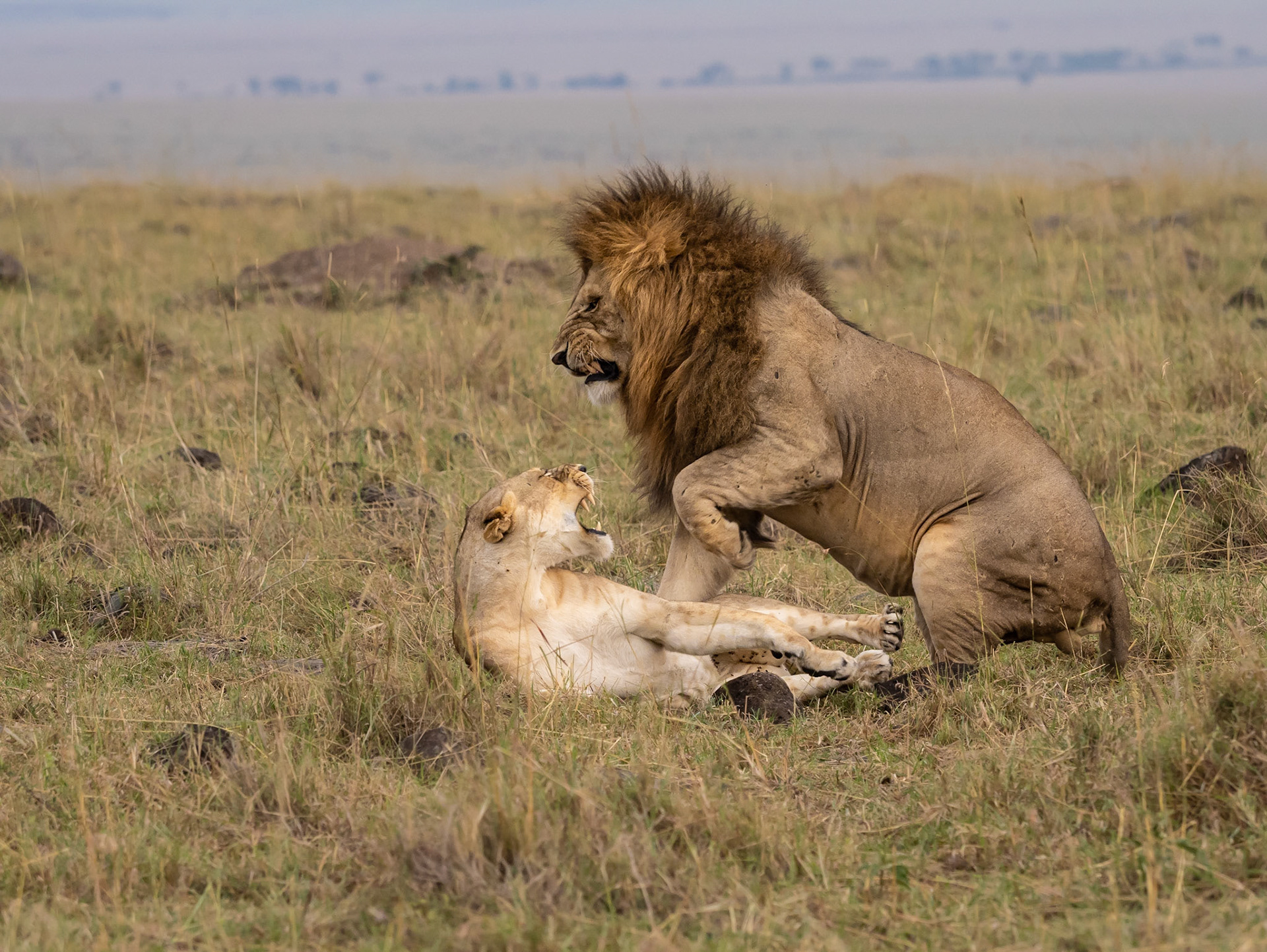 Double-cross Lion and Lioness