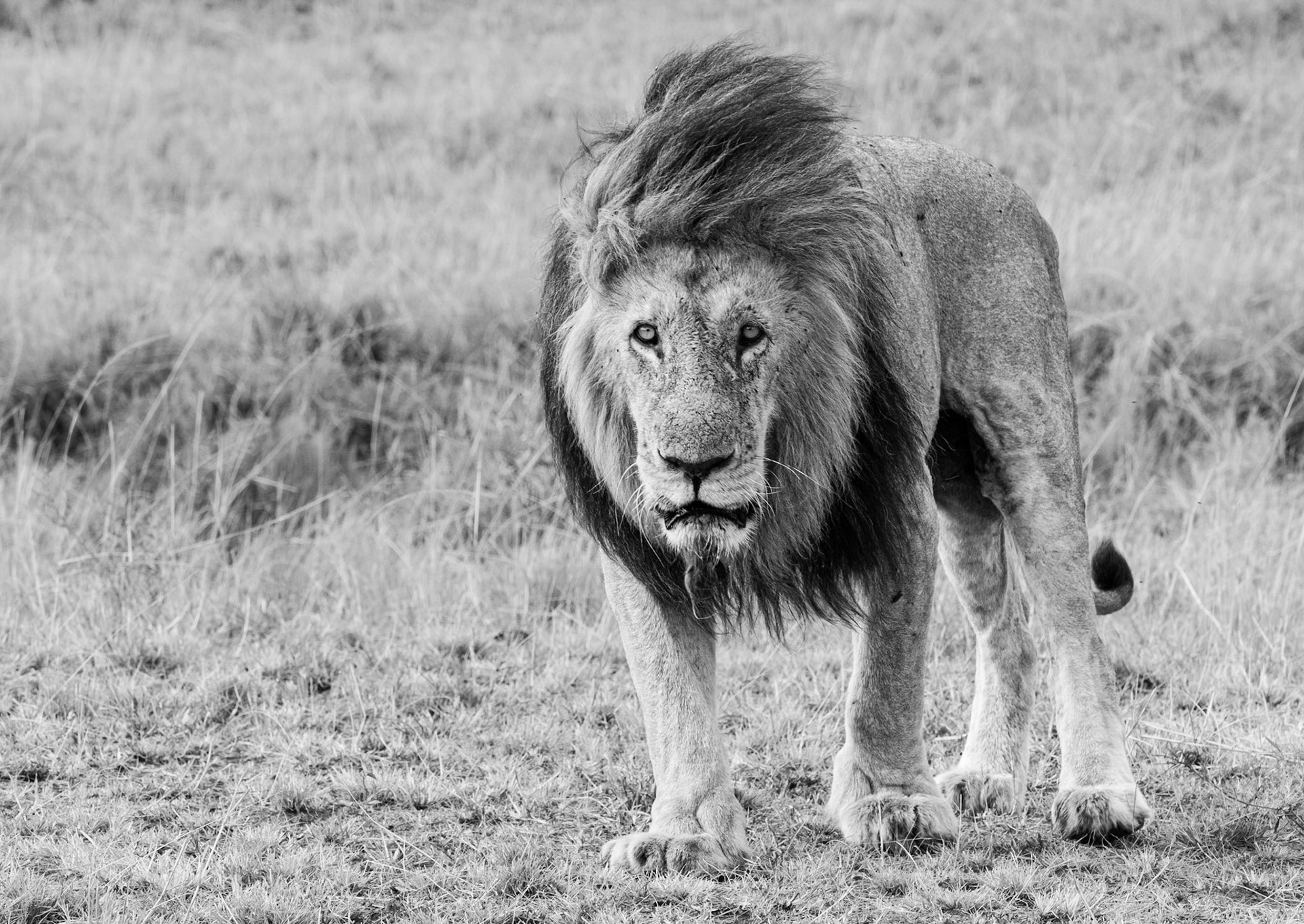 Mara Lion