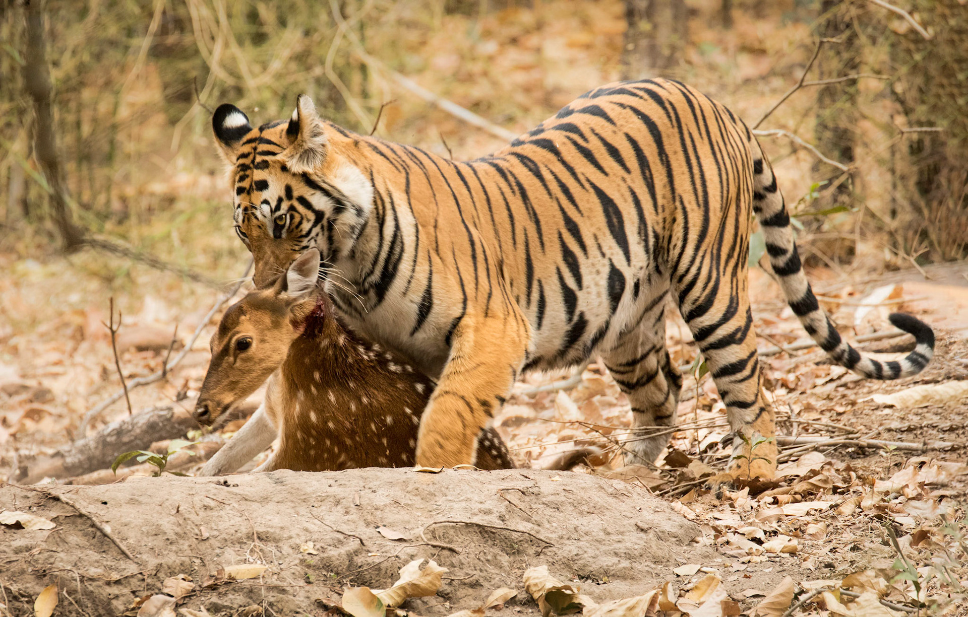 Chital Kill - Bandhavgarh NP, India