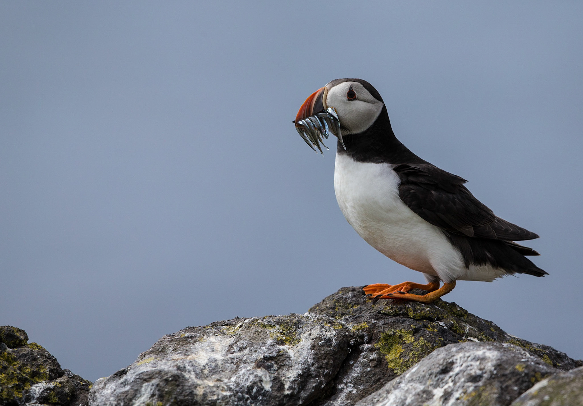 Puffin - Isle of May, Scotland June 2017