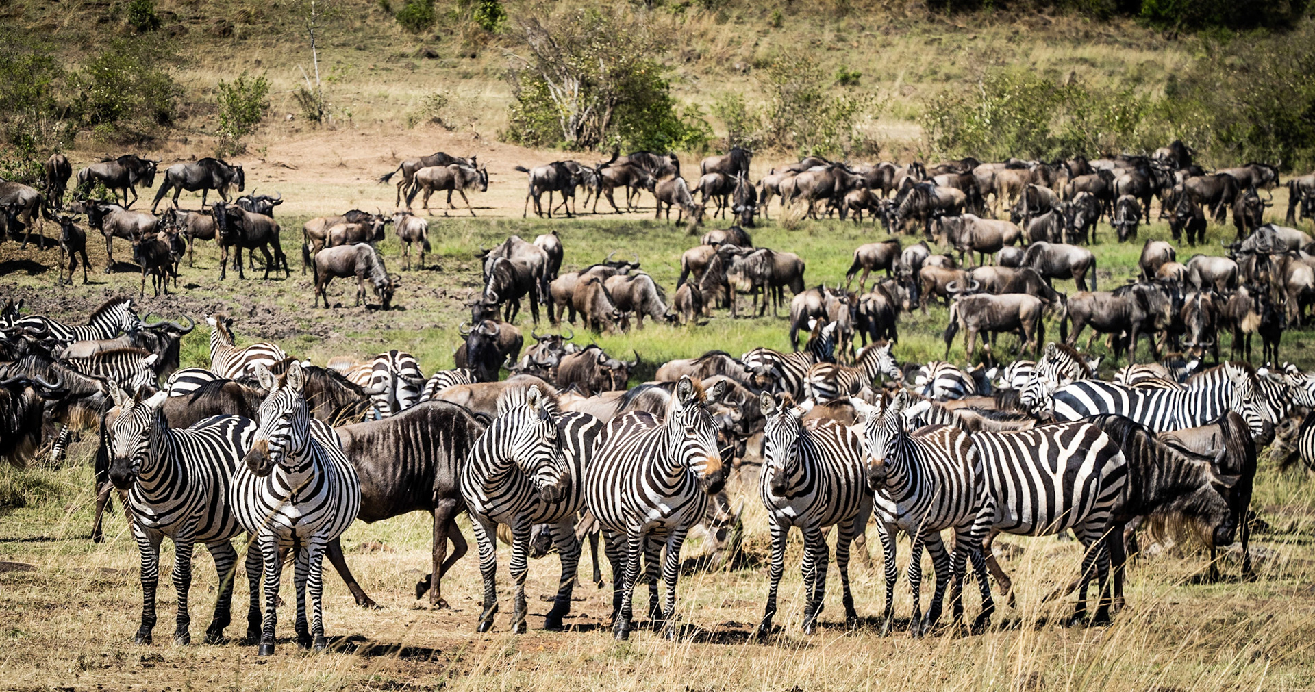 Masai Mara, August 2019