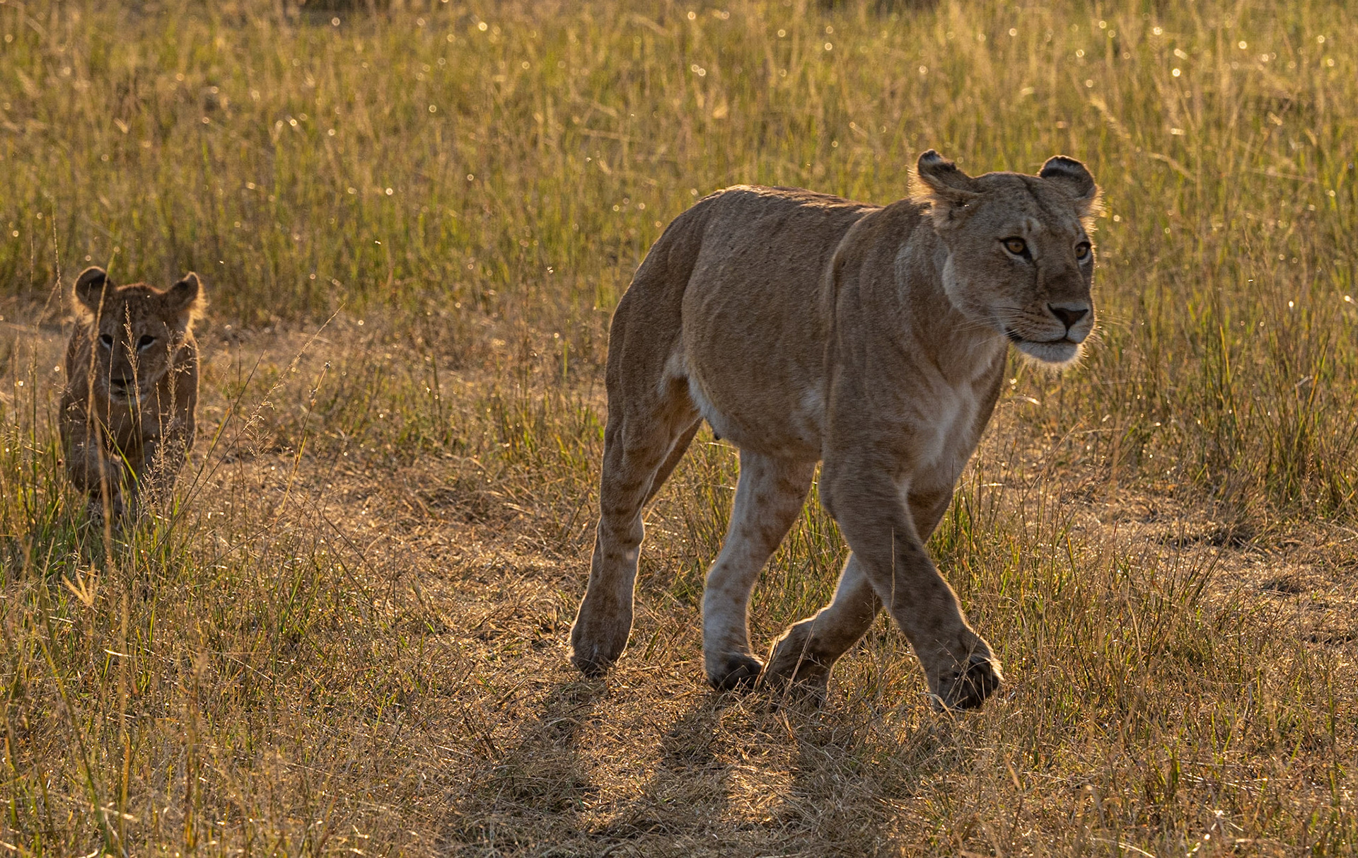 Lioness and Cub Masai Mara 2019