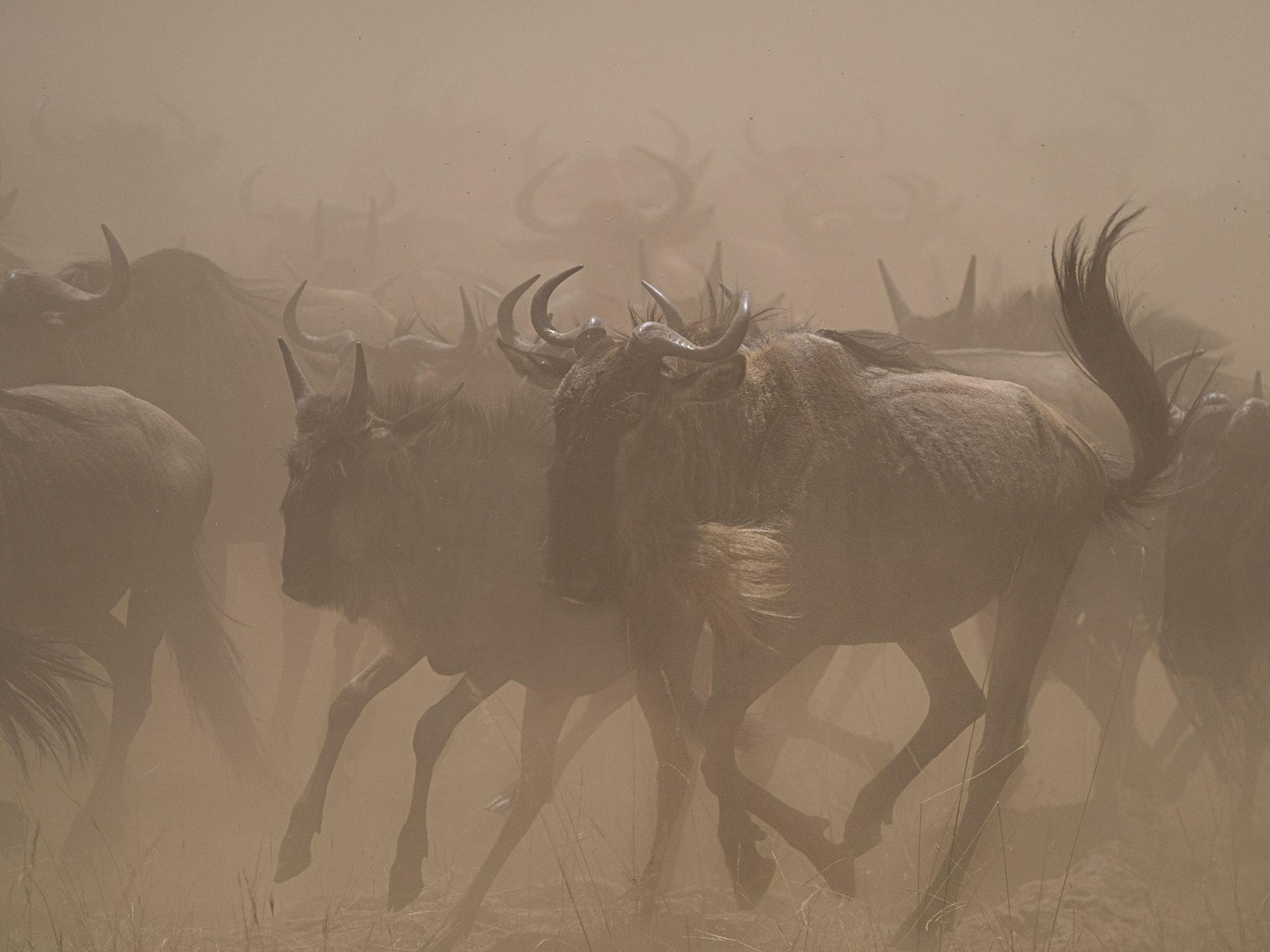 The Stampede