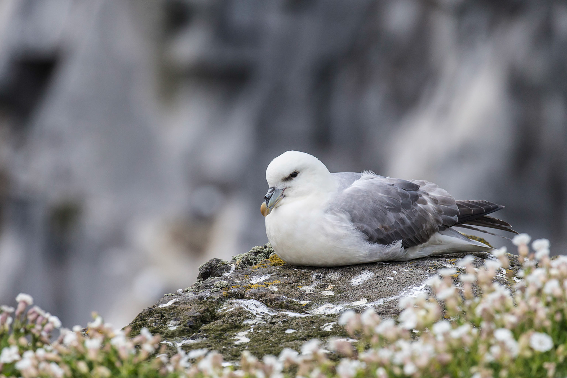 Roosting Fulmar