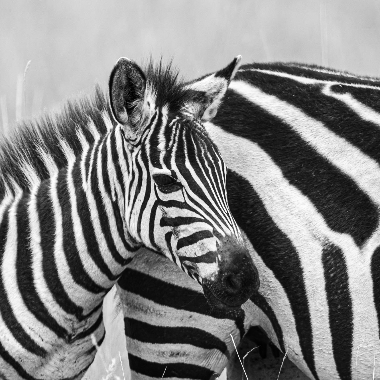 Big Stripes Little Stripes