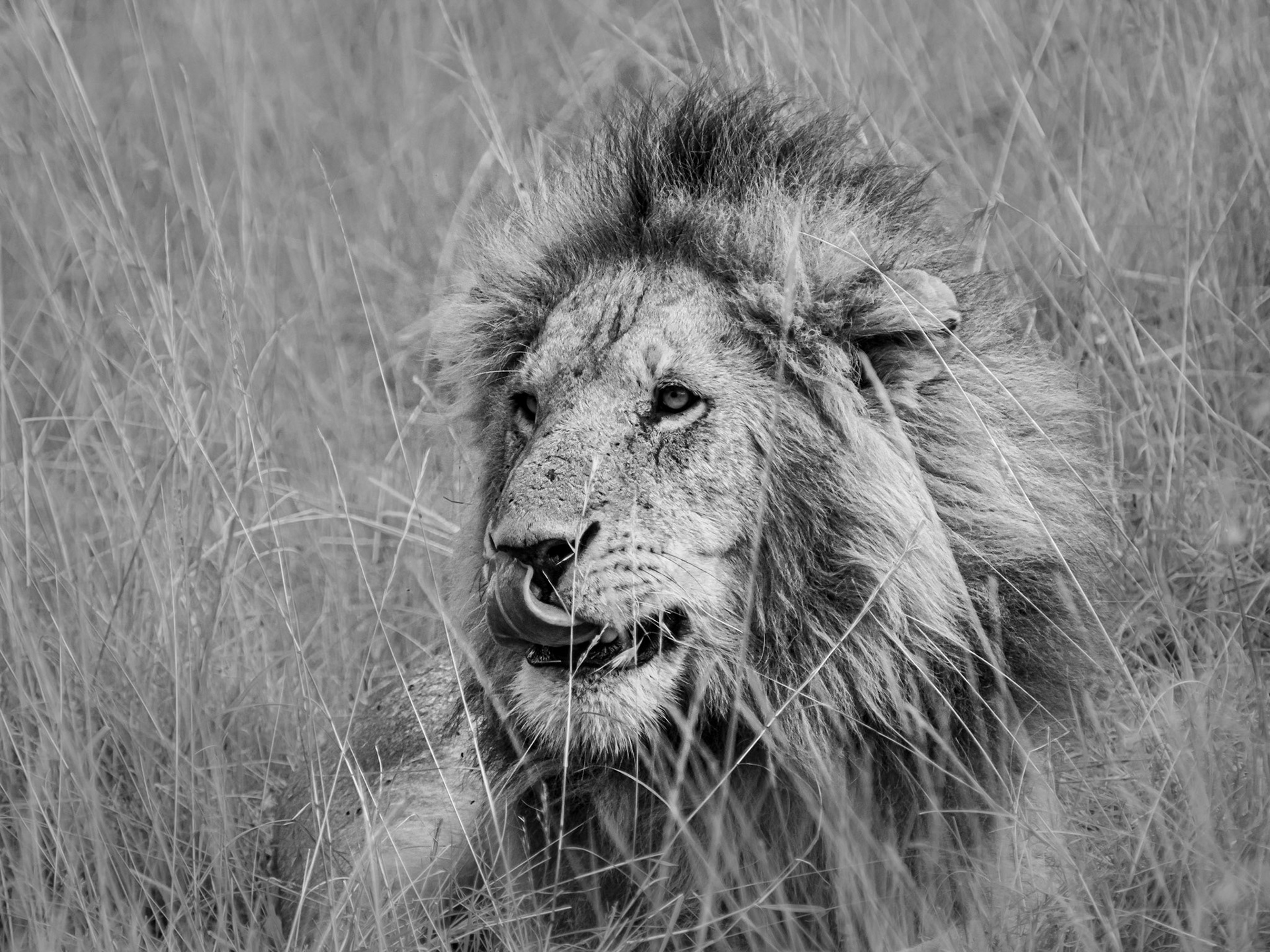 Lion - Double Cross Pride