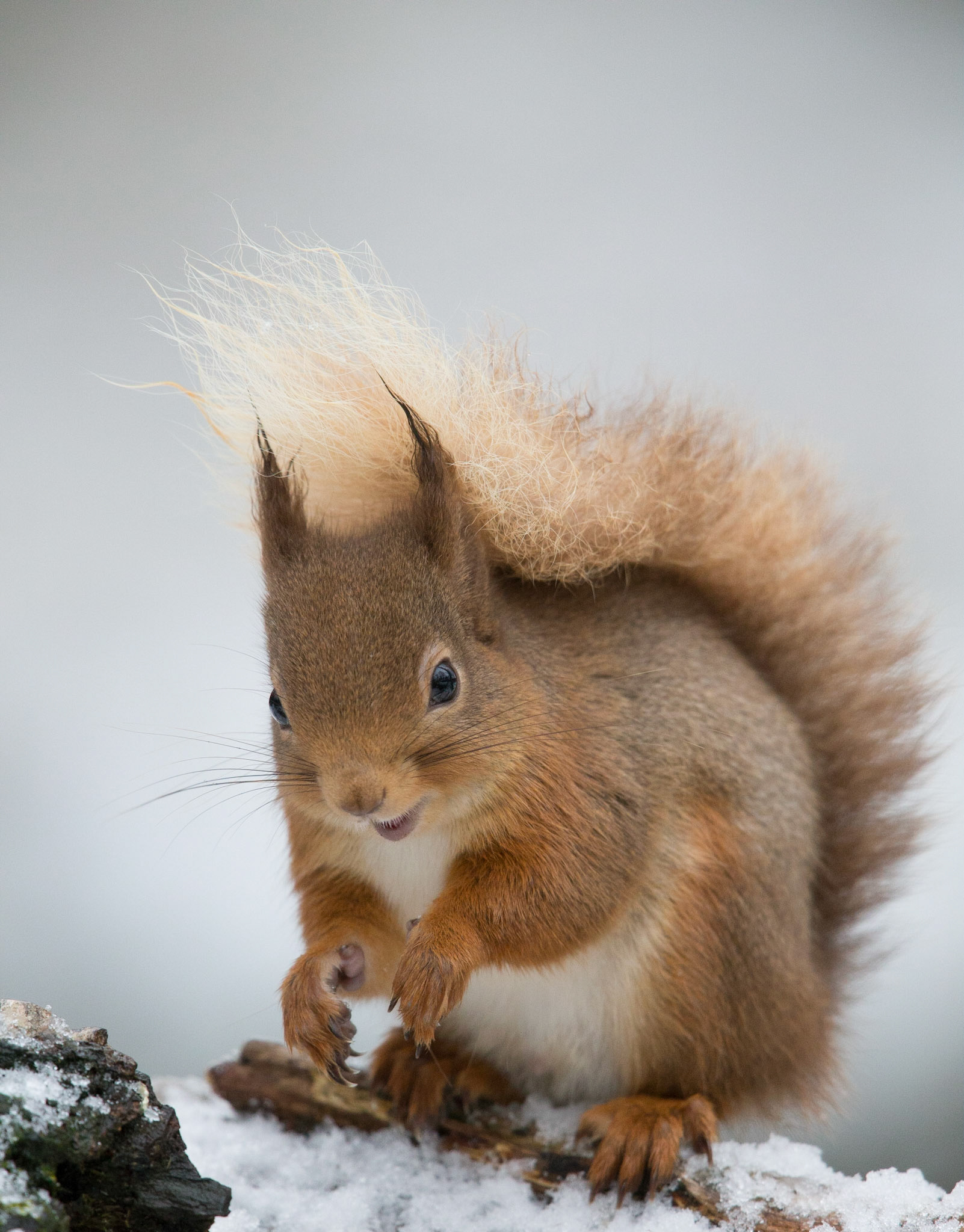 Red Squirrel