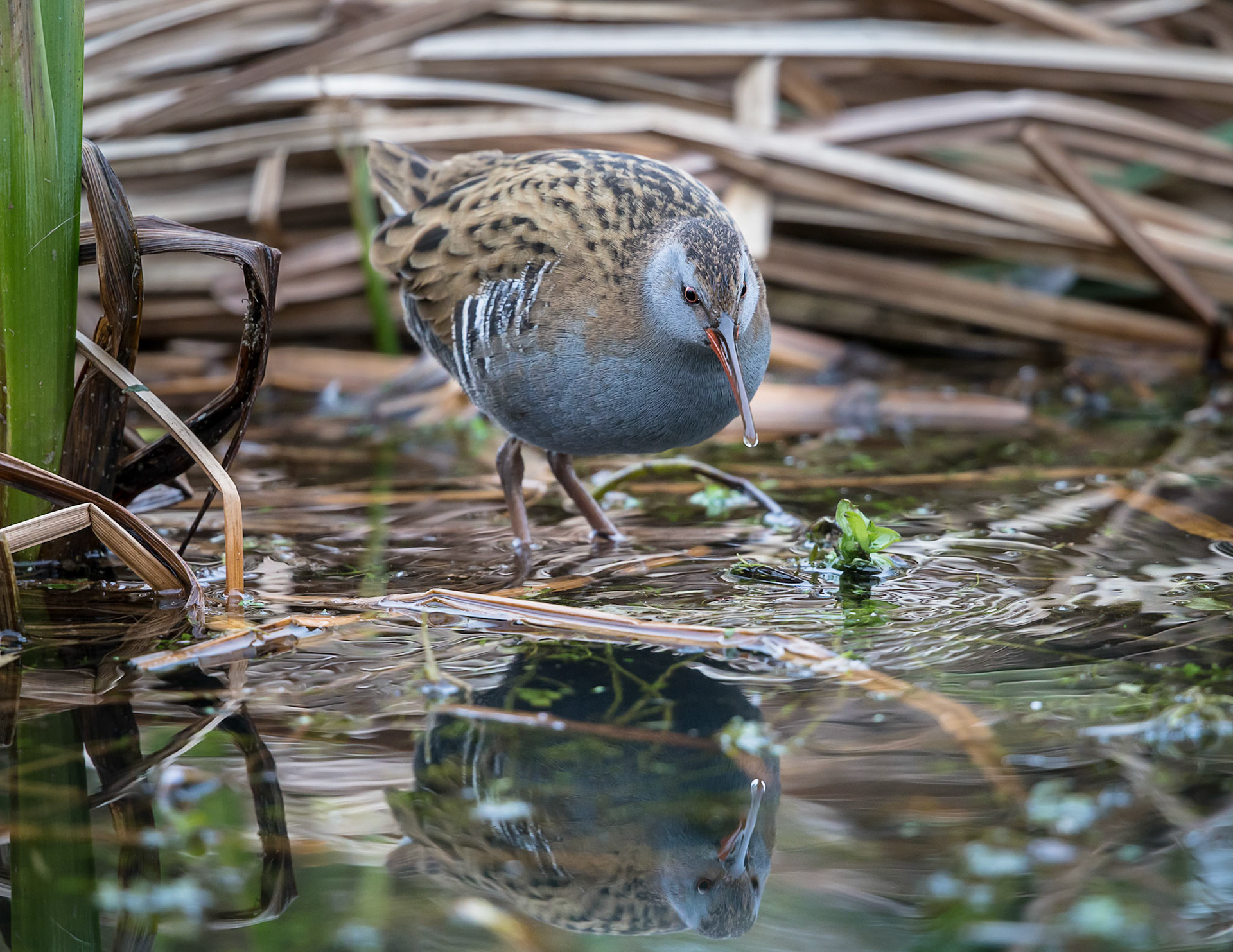 Water Rail