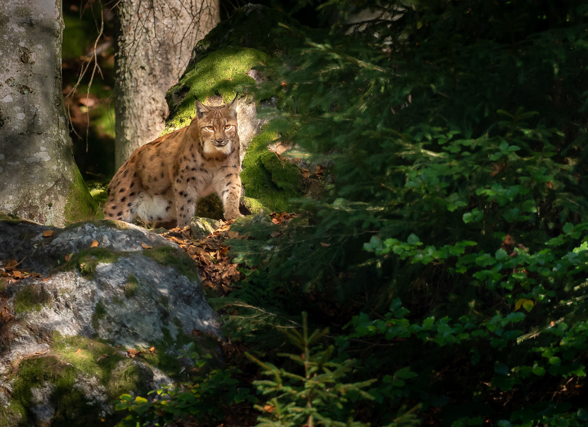 Lynx in the Woods