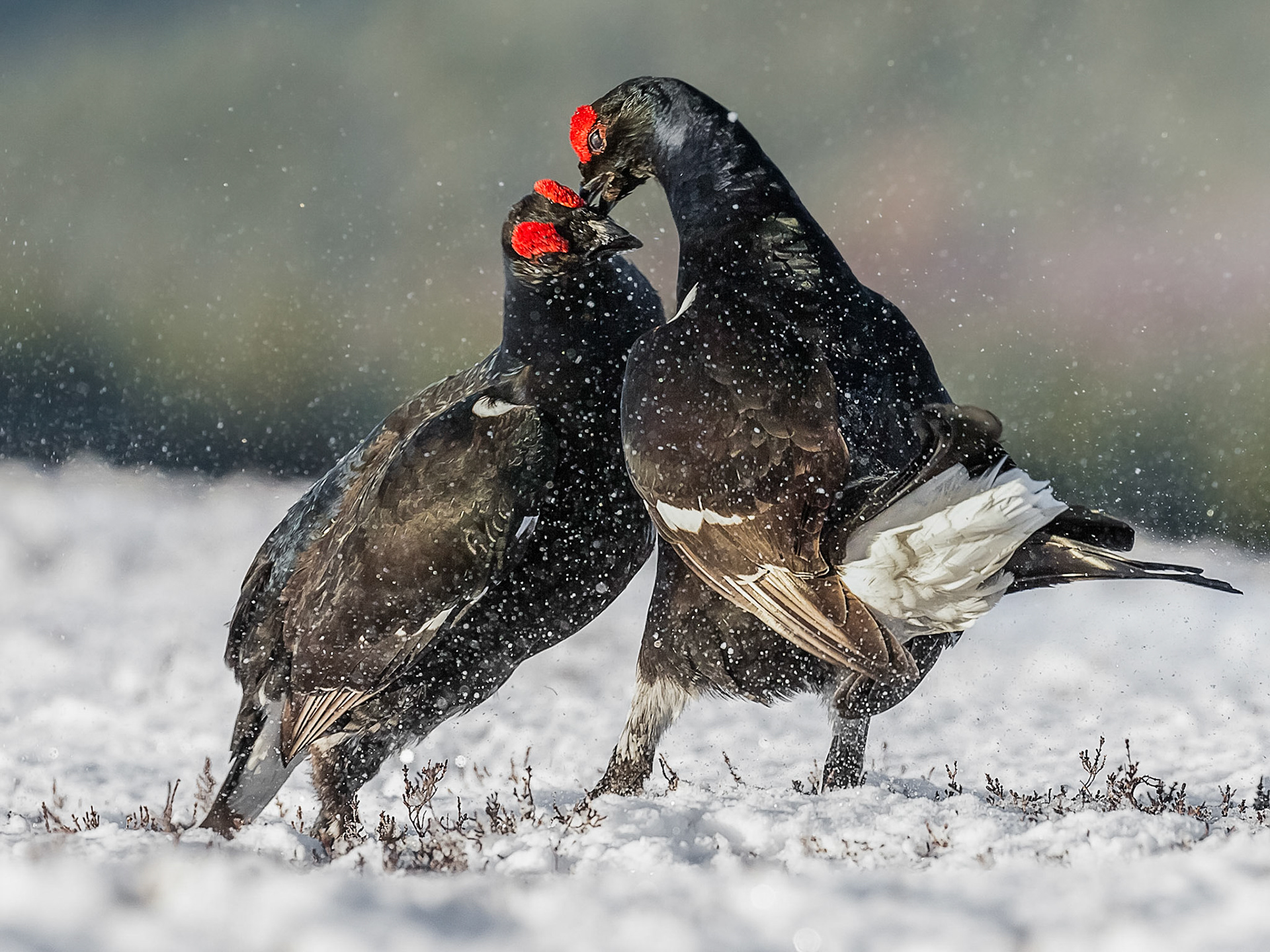 Black Grouse at Lek