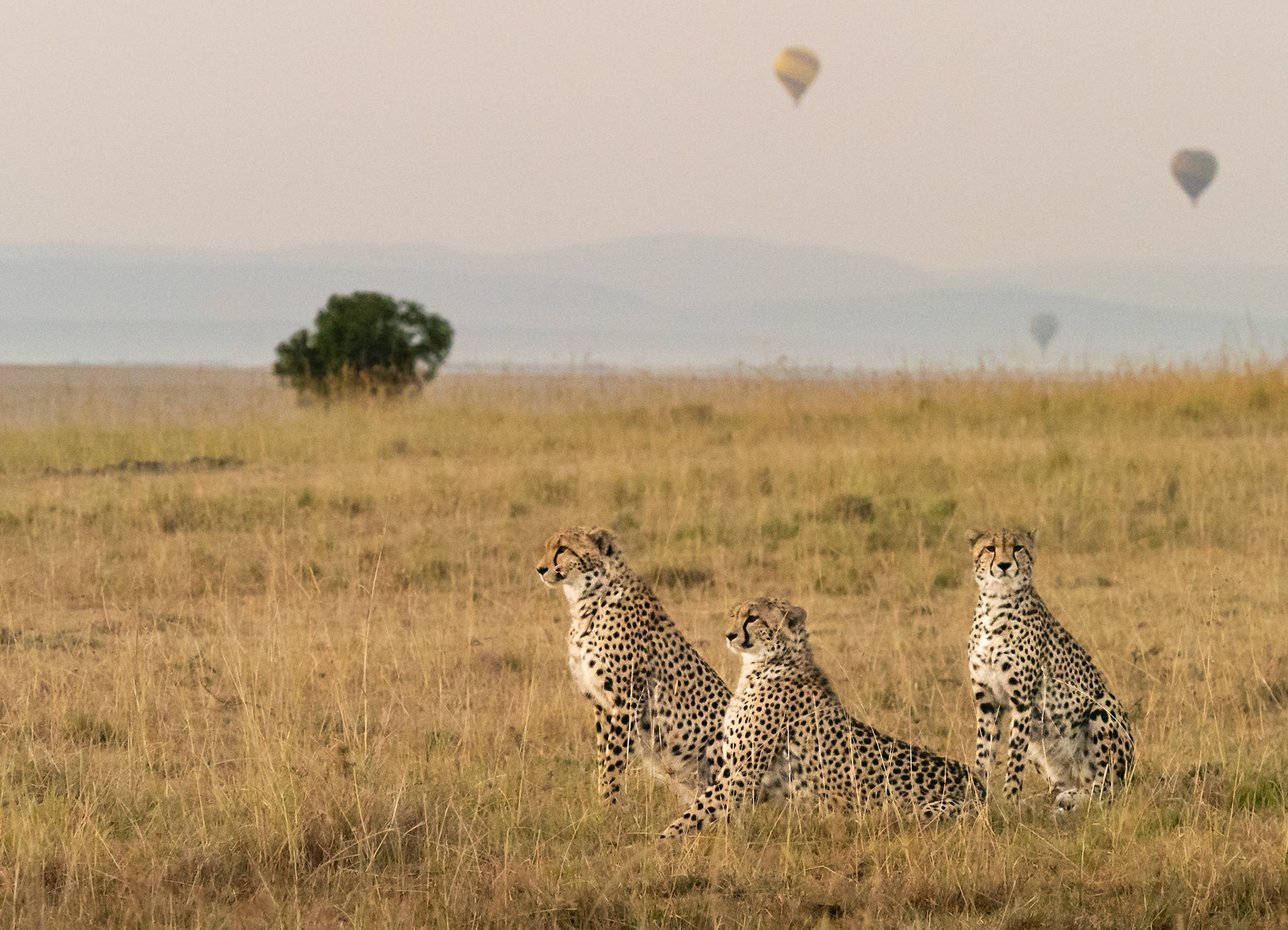 Cheetah and Baloons