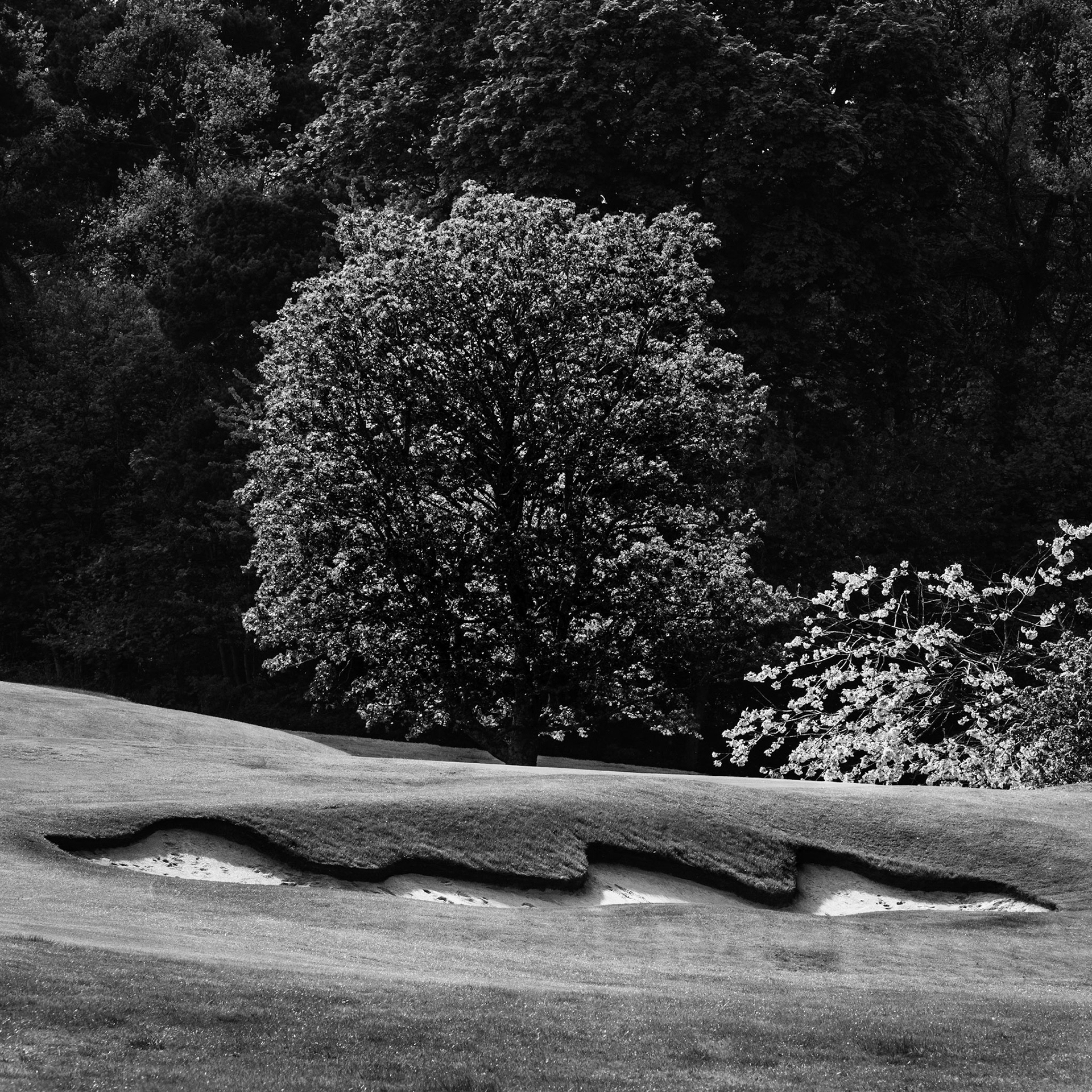 Images of Mortonhall Golf Course taken during Coronavirus Lockdown 2020