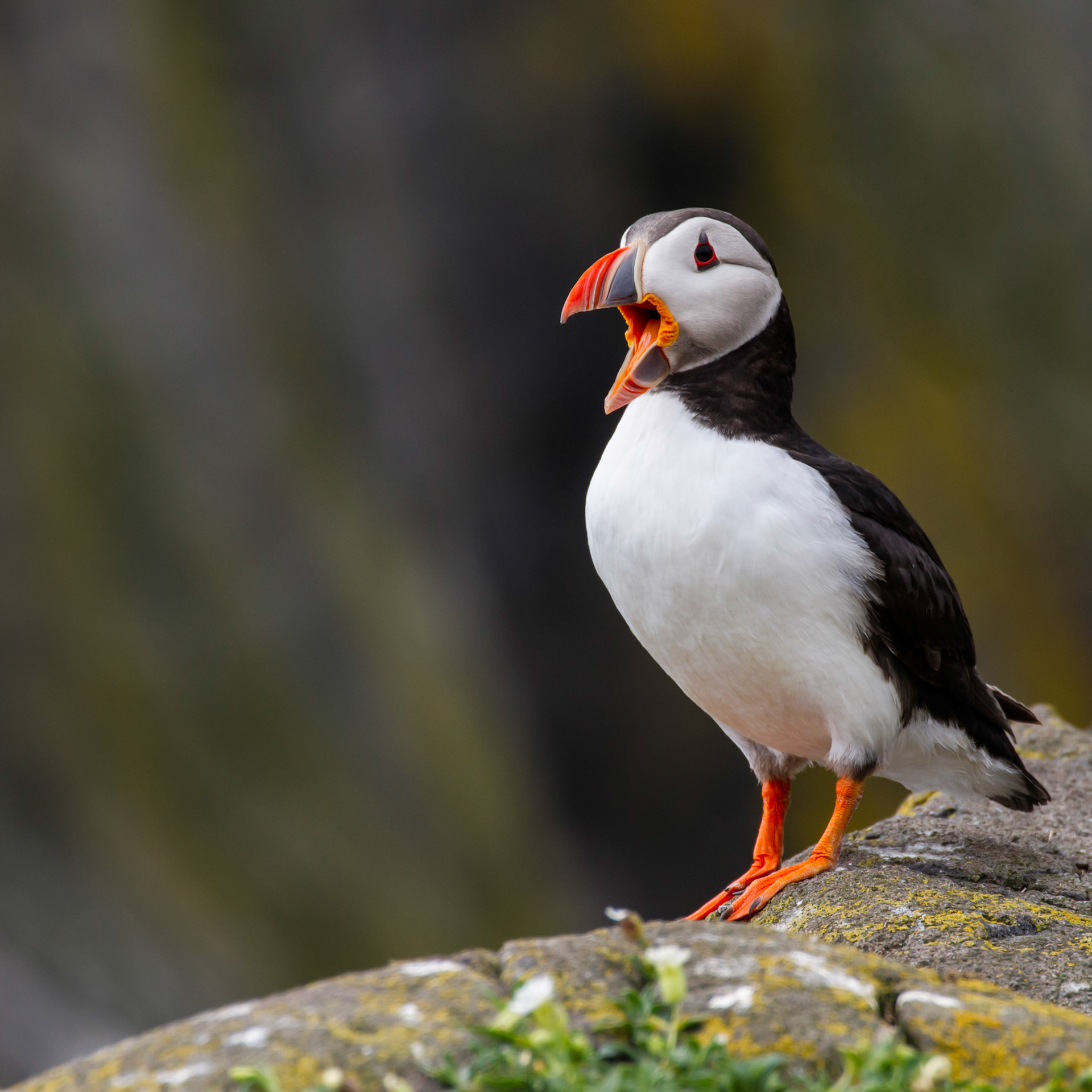 Puffin, Isle of May 2013