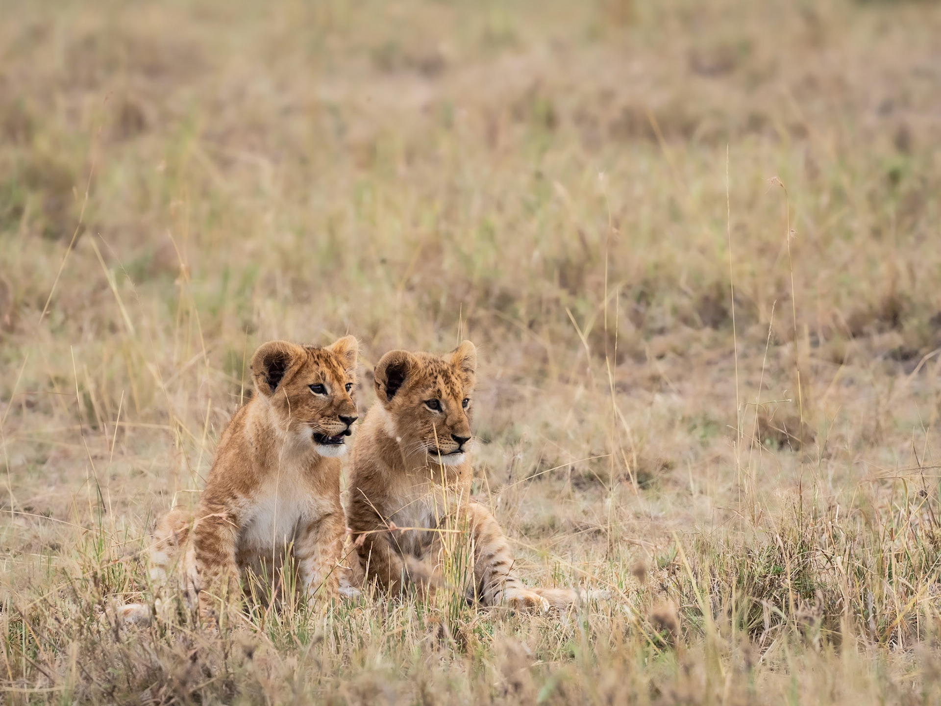 Lion Cubs, Masai Mara