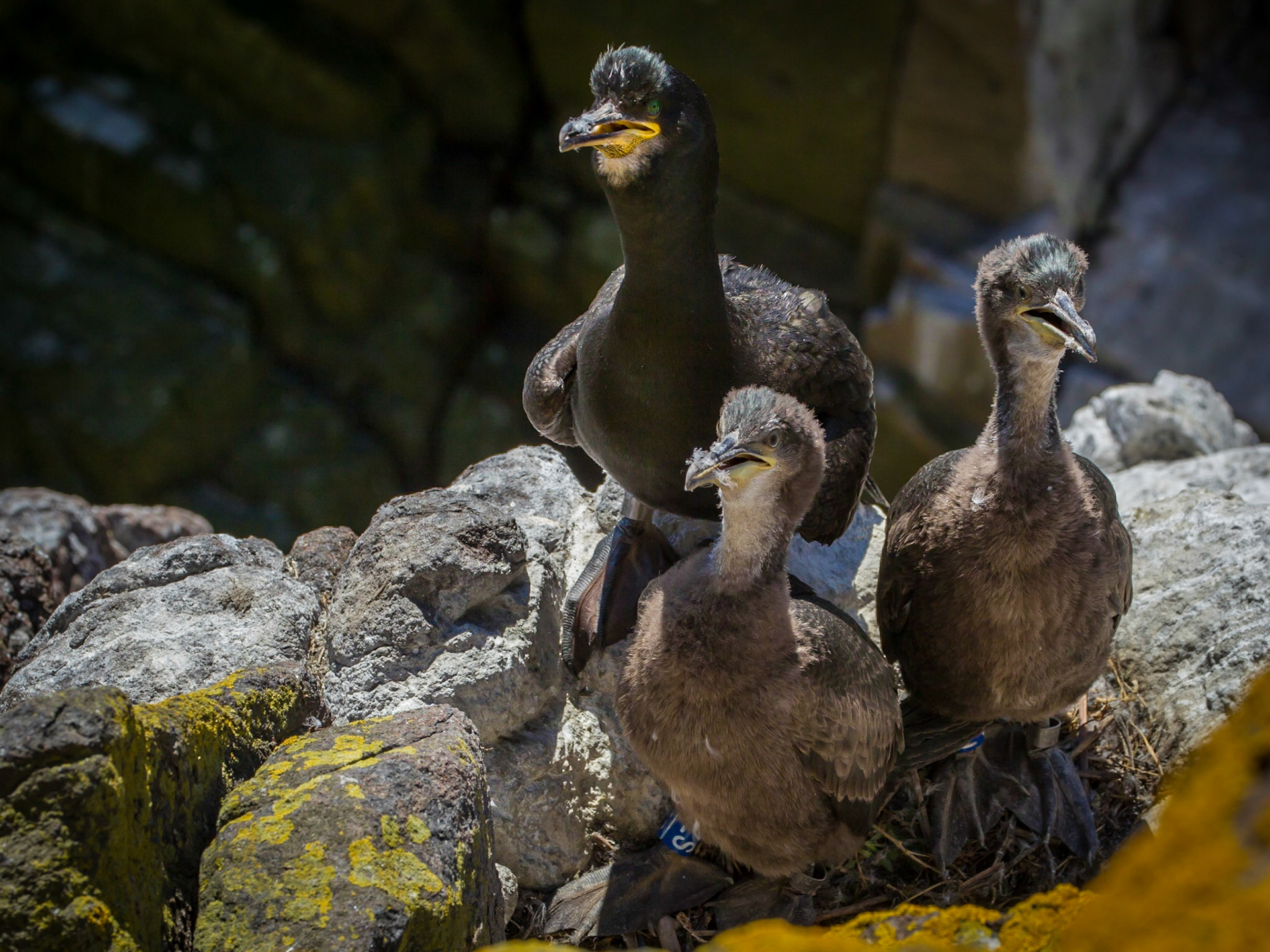 Shag with Juveniles