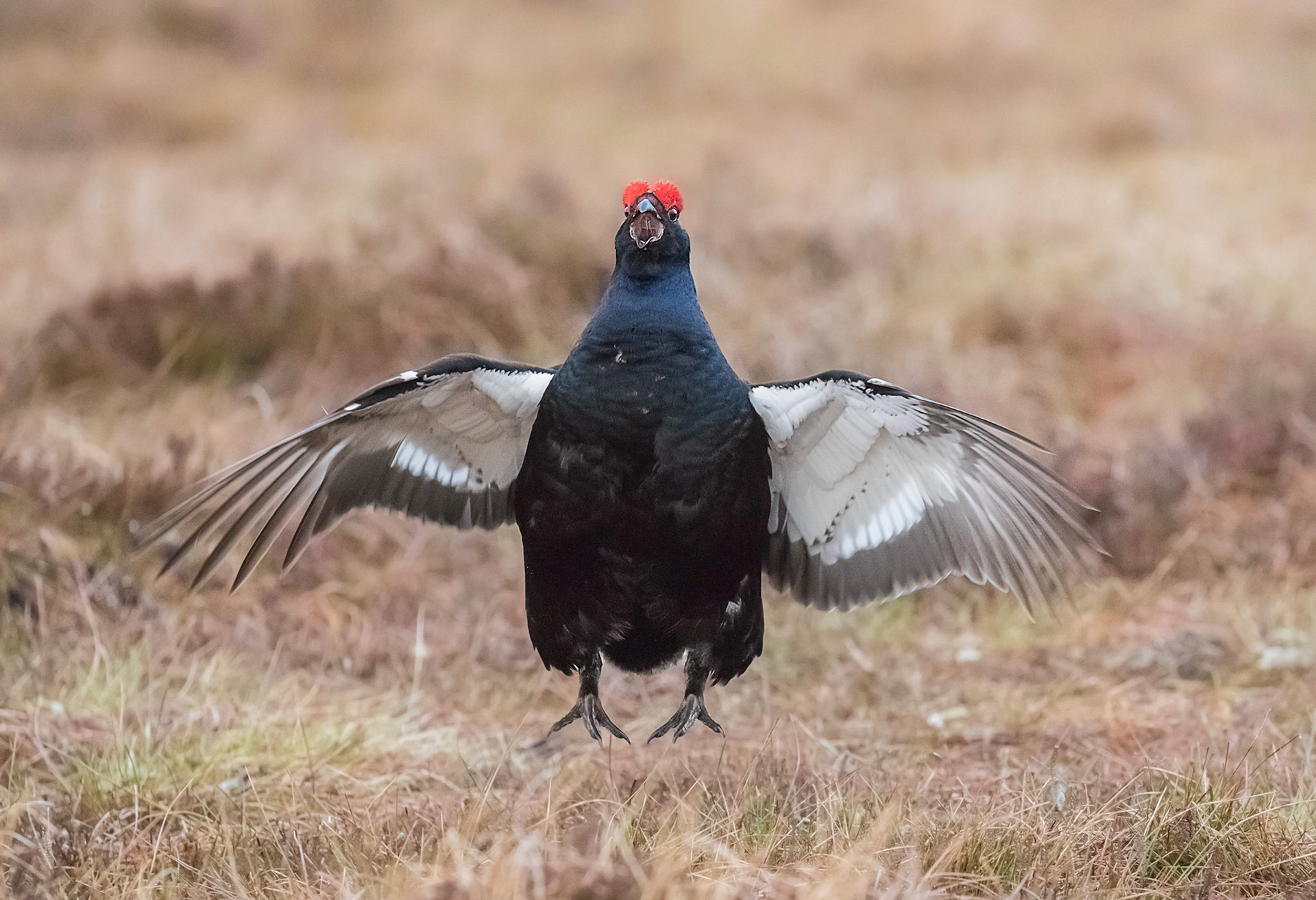 Black Cock Challenge
