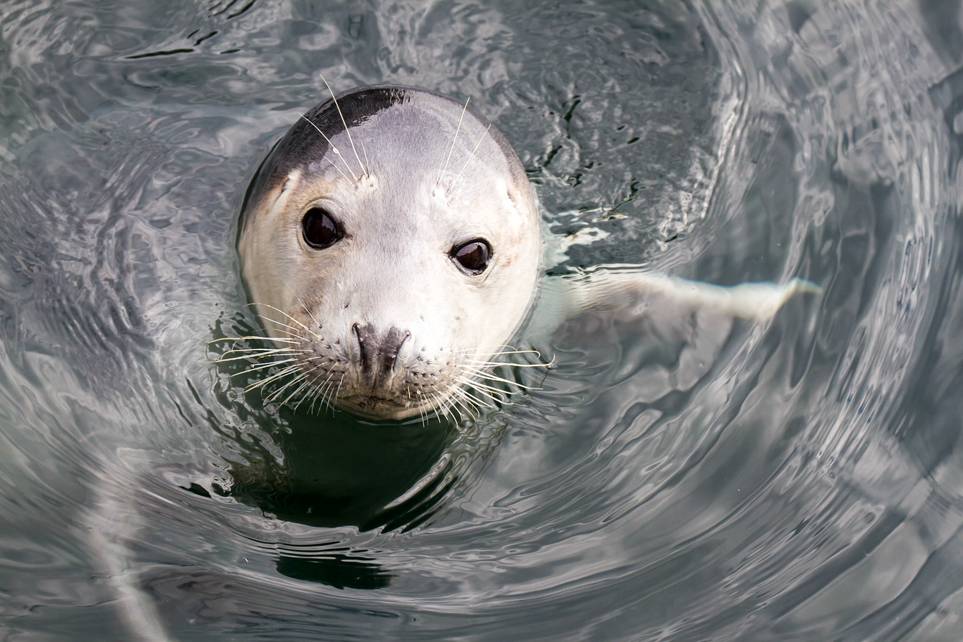 Inquisitive Grey Seal