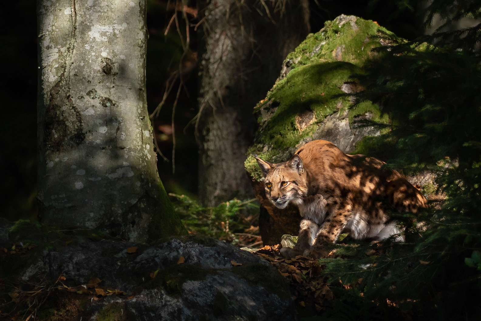 Lynx in the shadows