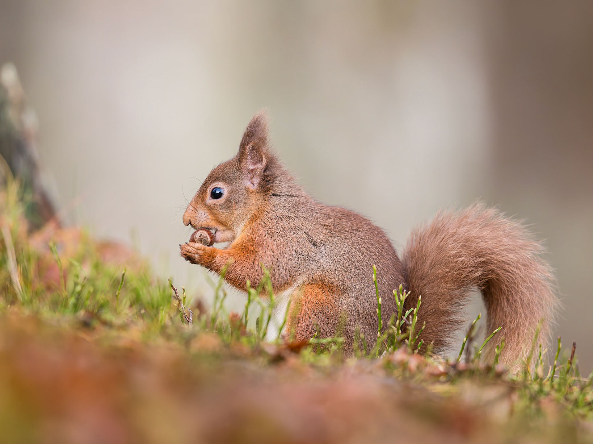 Red Squirrel with Nut