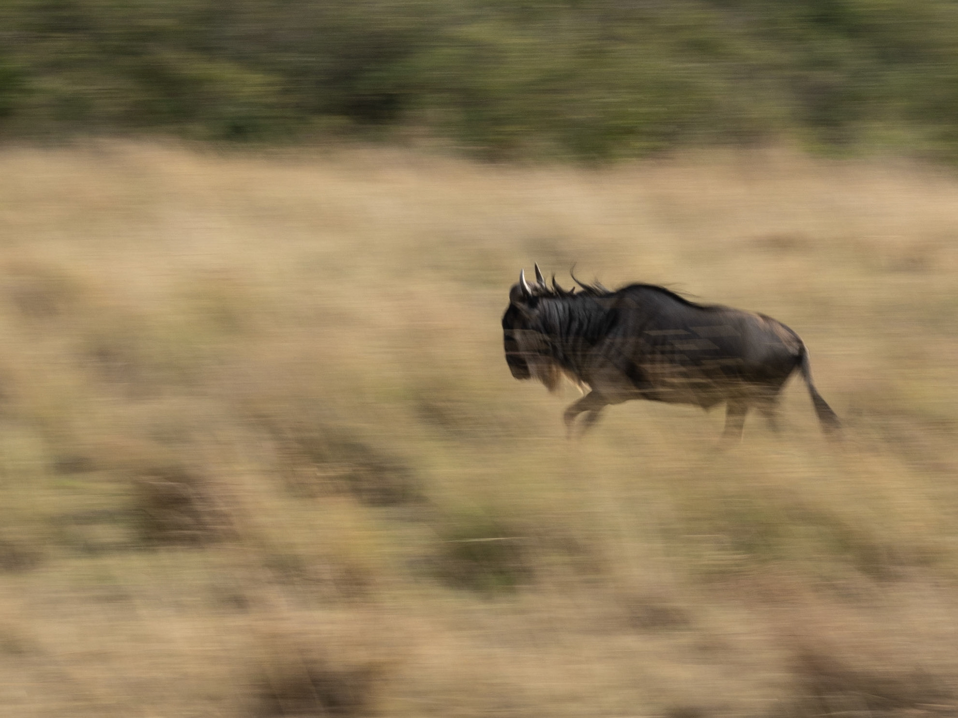 Wildebeste Running