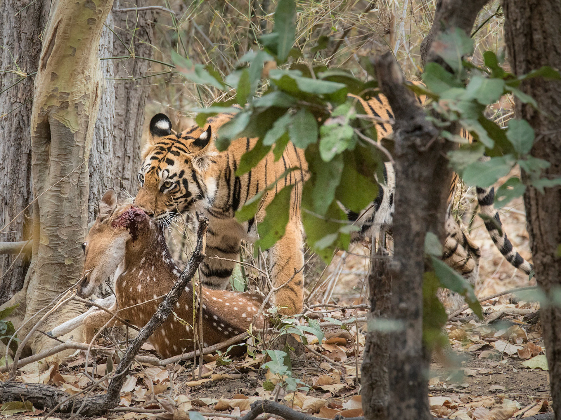 Tiger with Chital Kill
